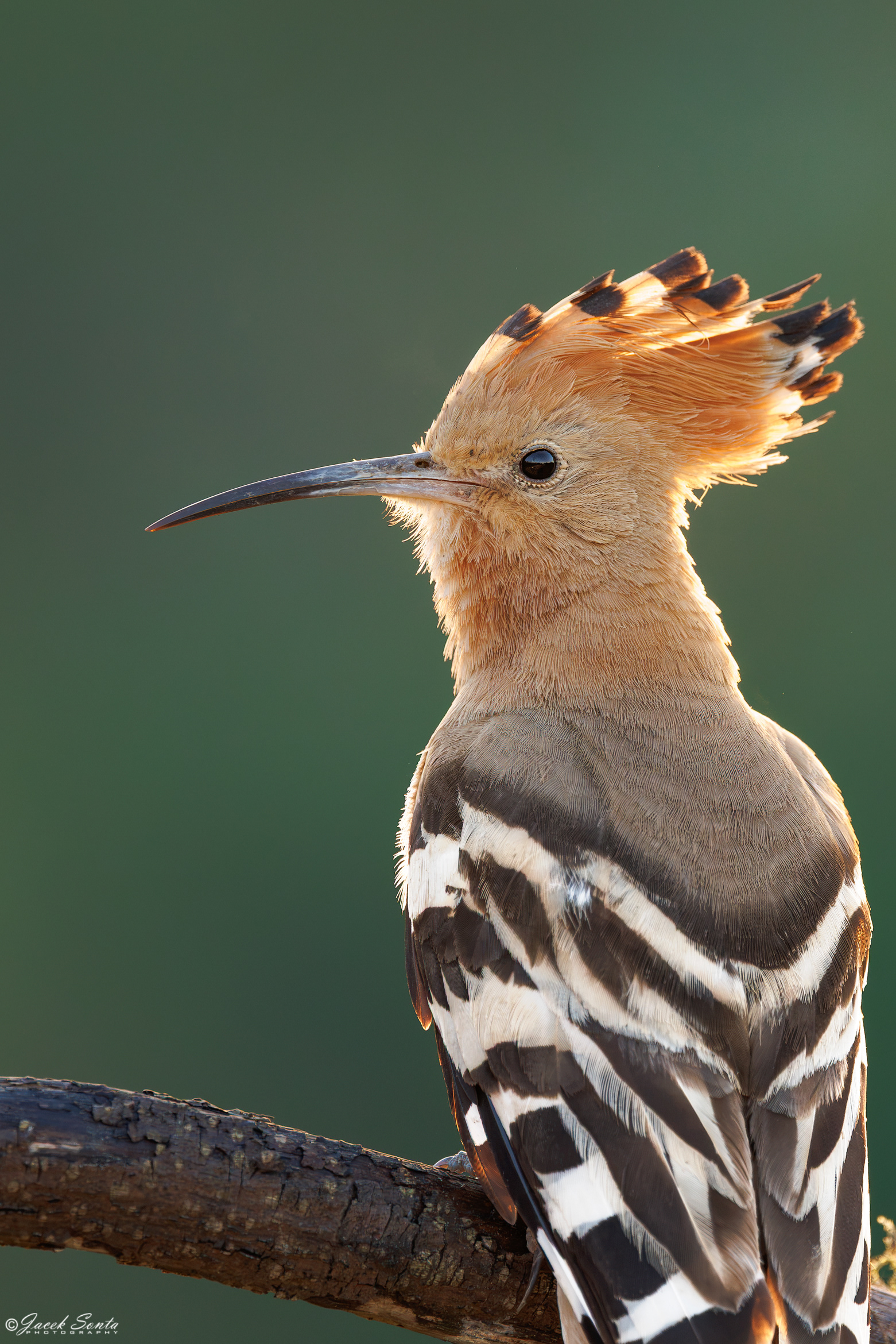ID270626 - Dudek-Upupa epops-Hoopoe_Vertical