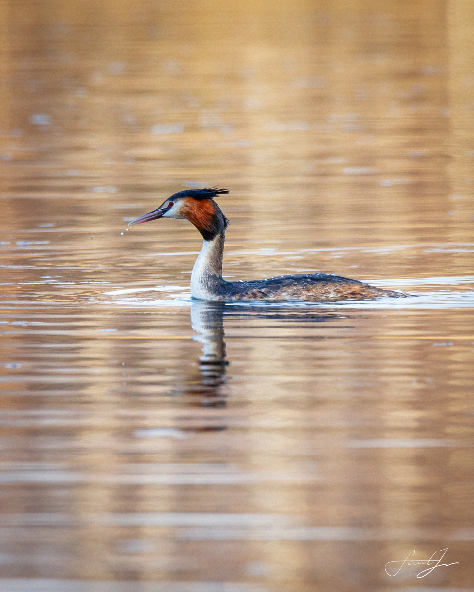 ID250322-Perkoz dwuczuby