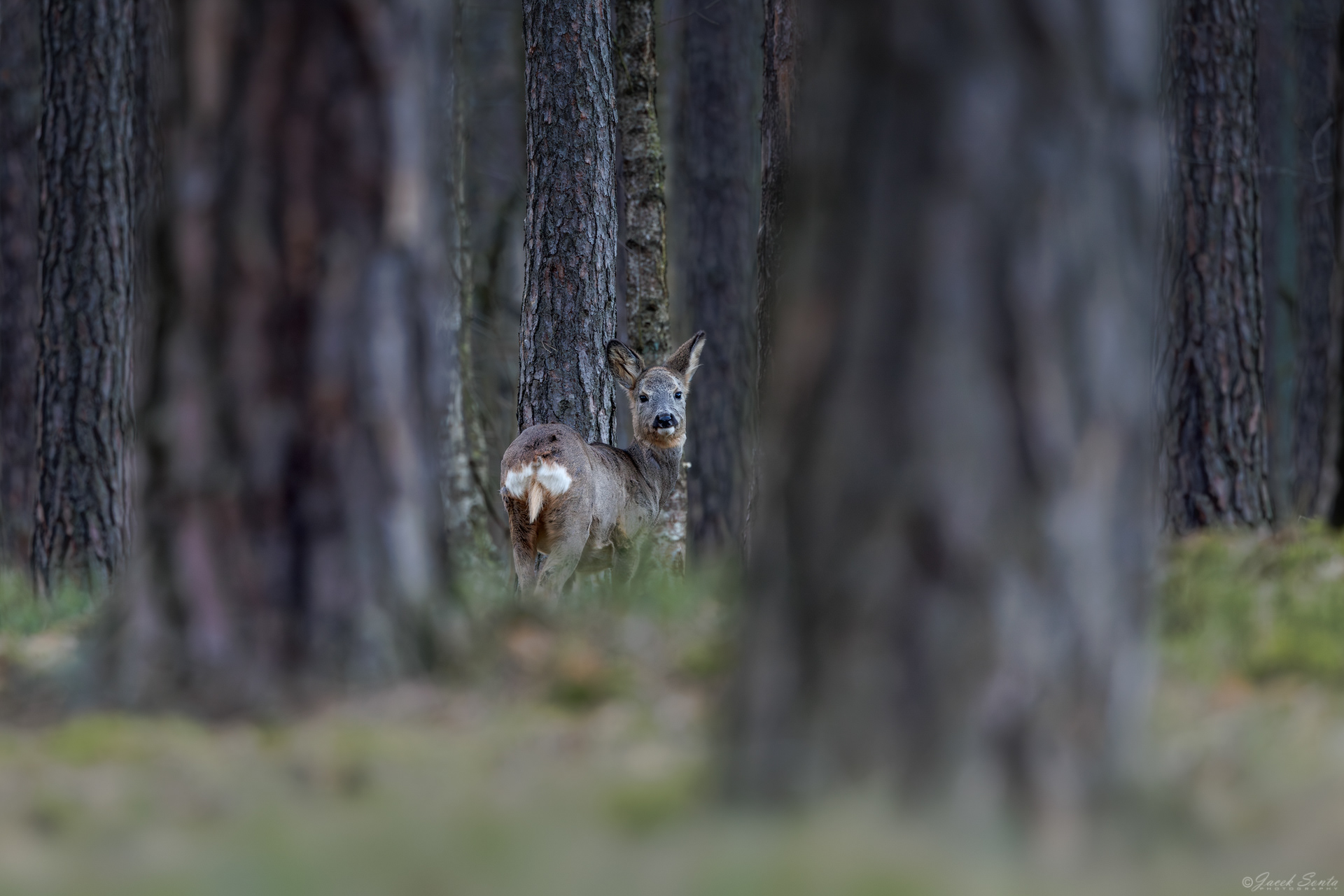 ID130326 - Sarna - Las Koło