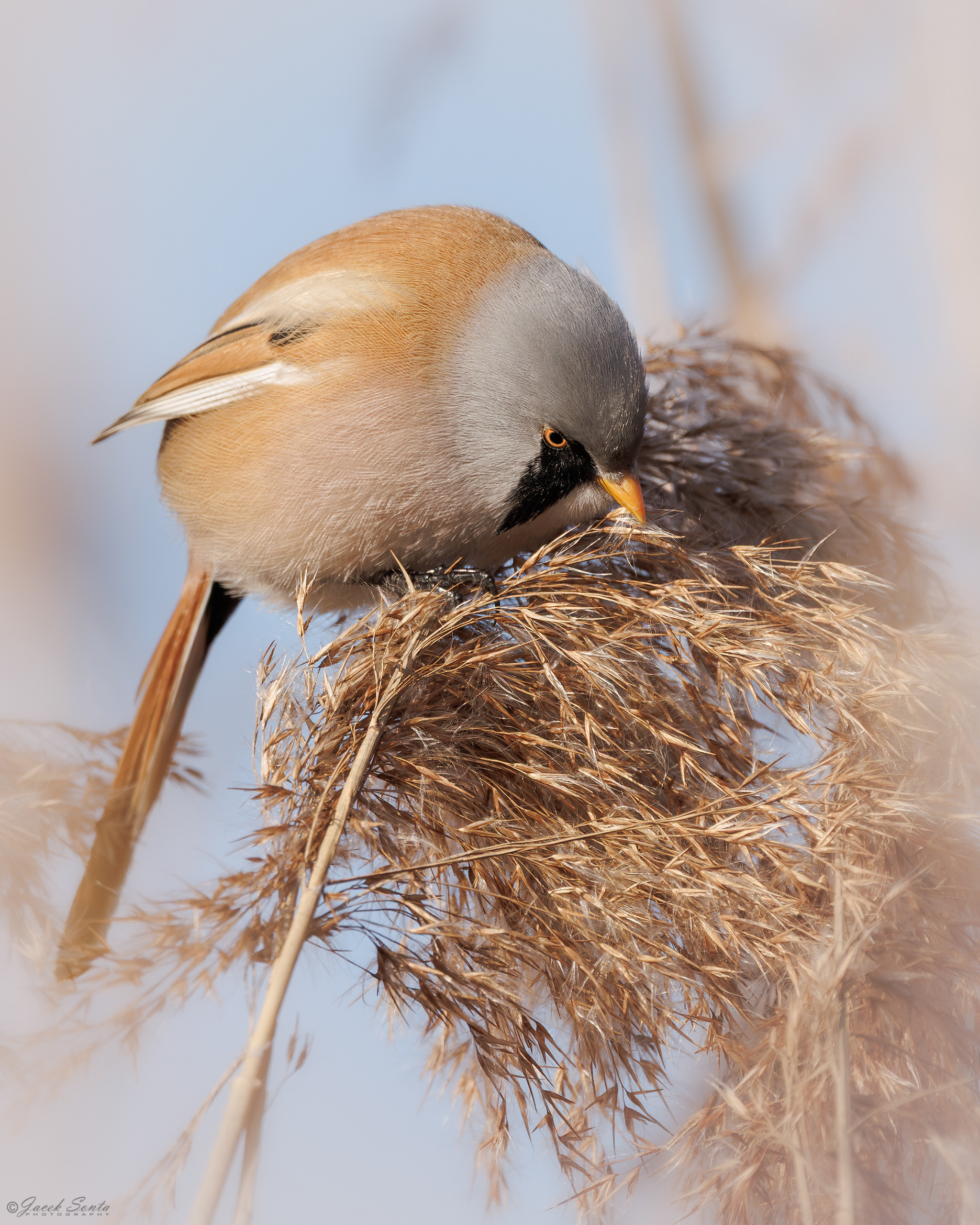 ID310126 - Wąsatka - Bearded tit #2