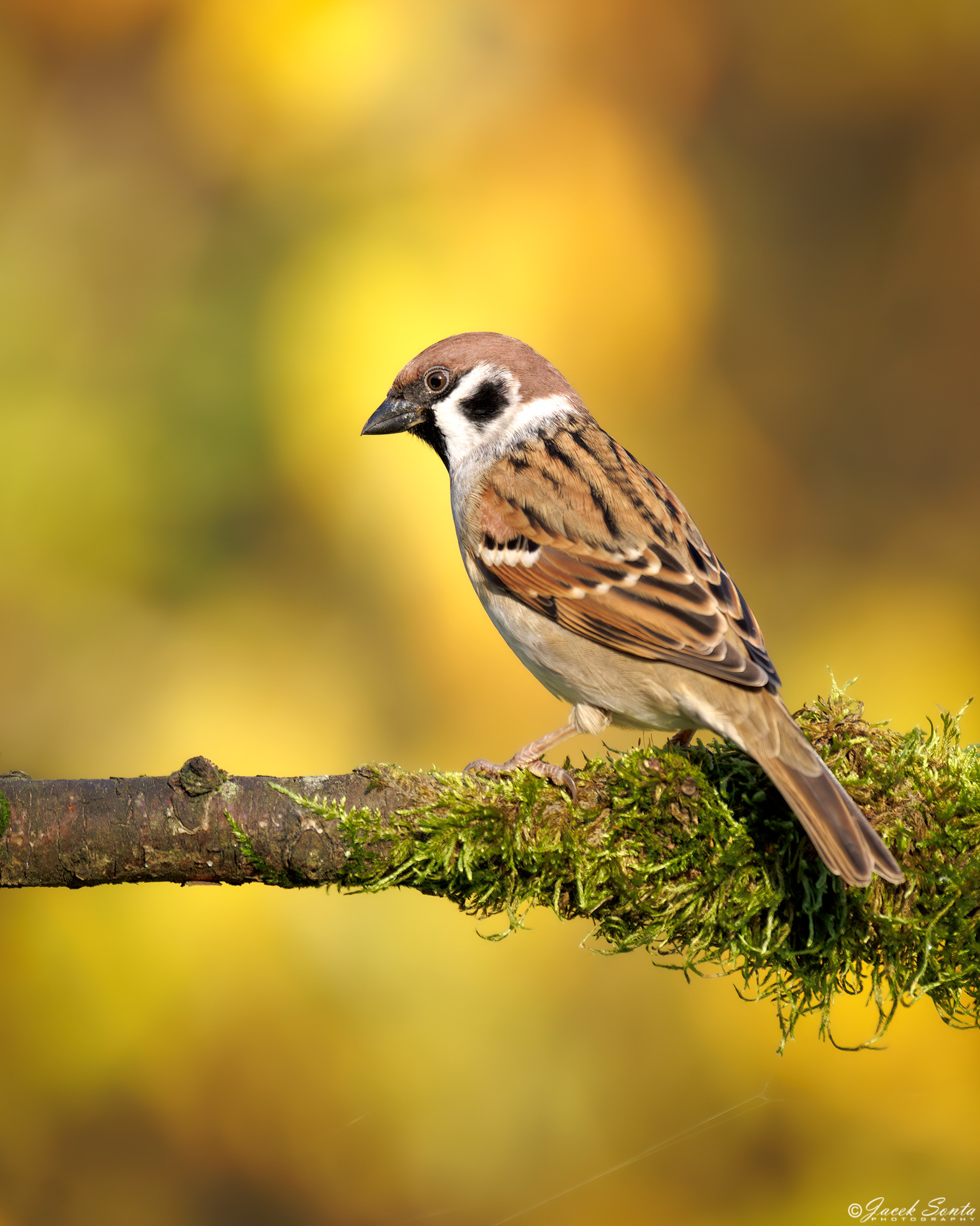 ID171024 - Mazurek - Tree sparrow #2