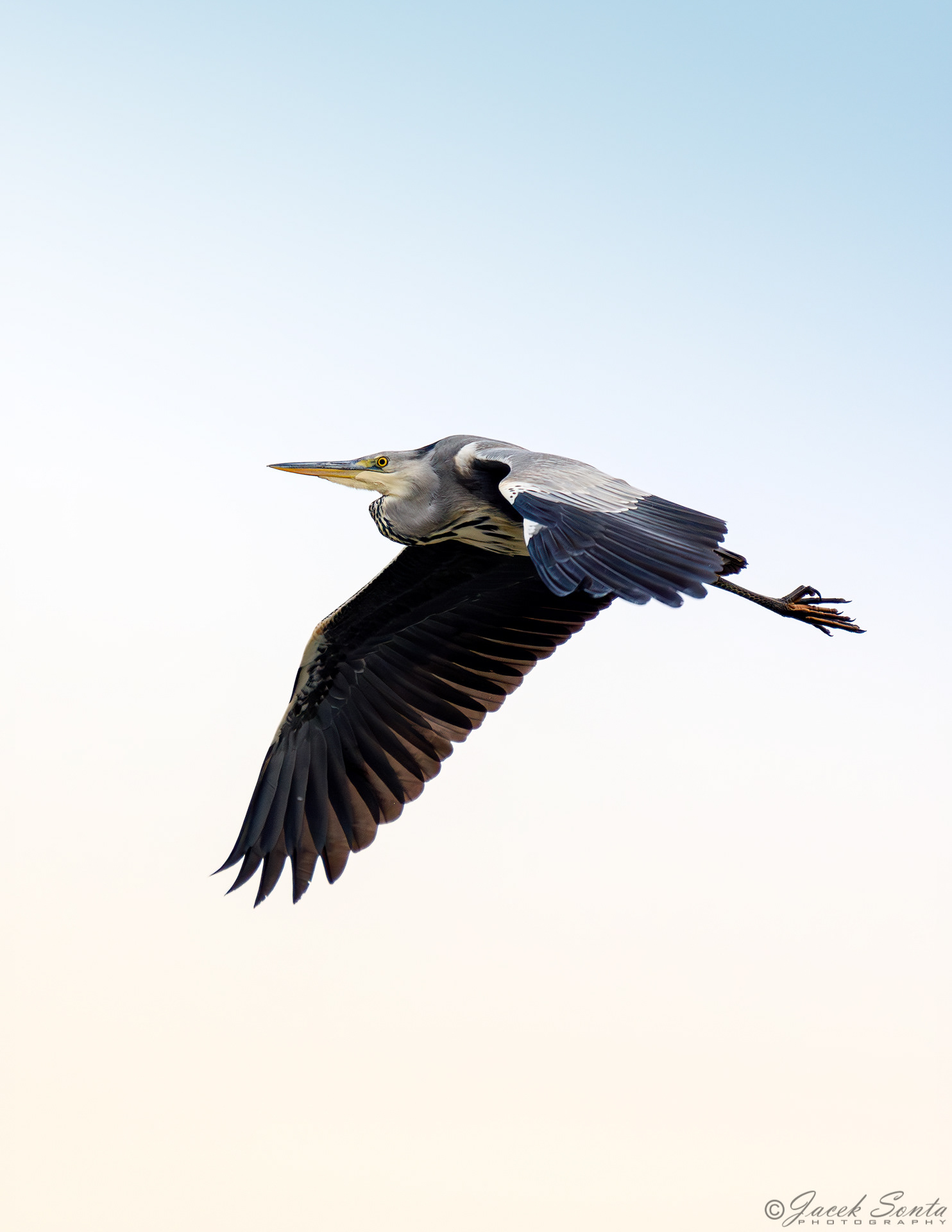 ID101223-Gray Heron-Czapla siwa