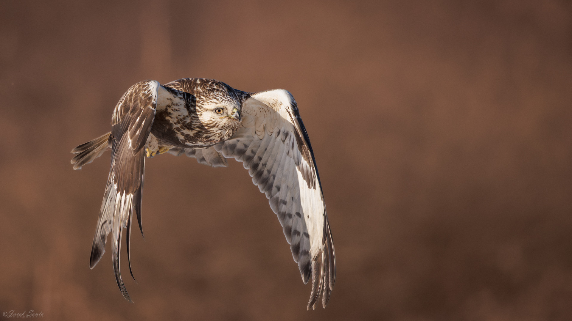 ID01022026 - Myszołów włochaty - Rough-legged Buzzard #4