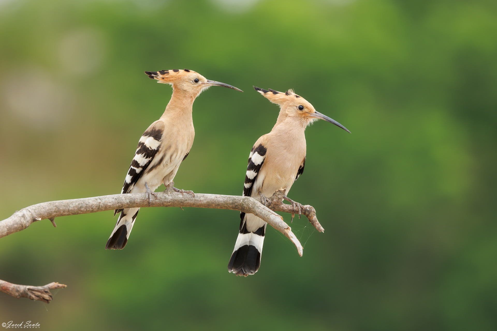 ID220626 - Dudek-Upupa epops-Hoopoe #para_2