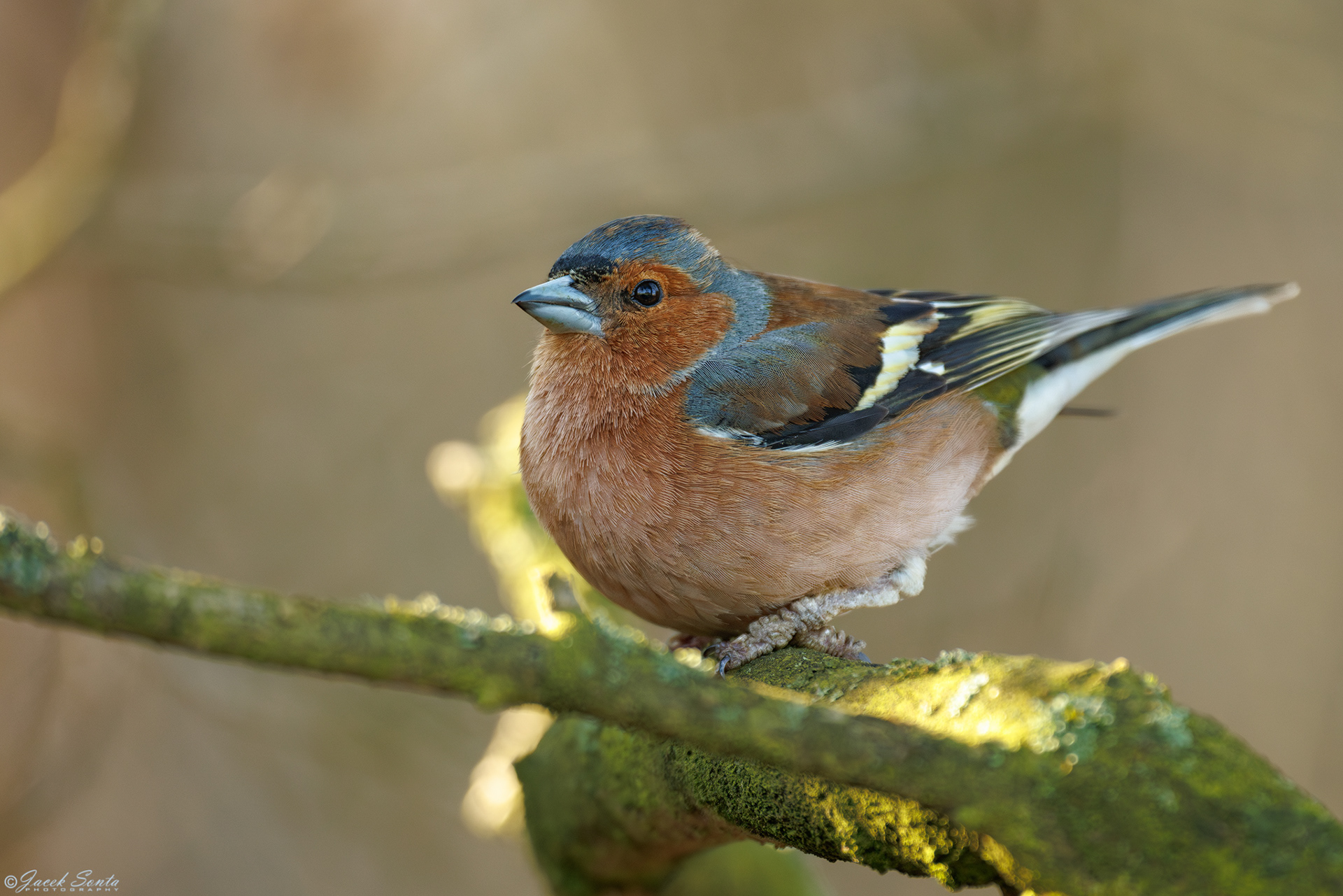 ID290325 - Zięba - Chaffinch