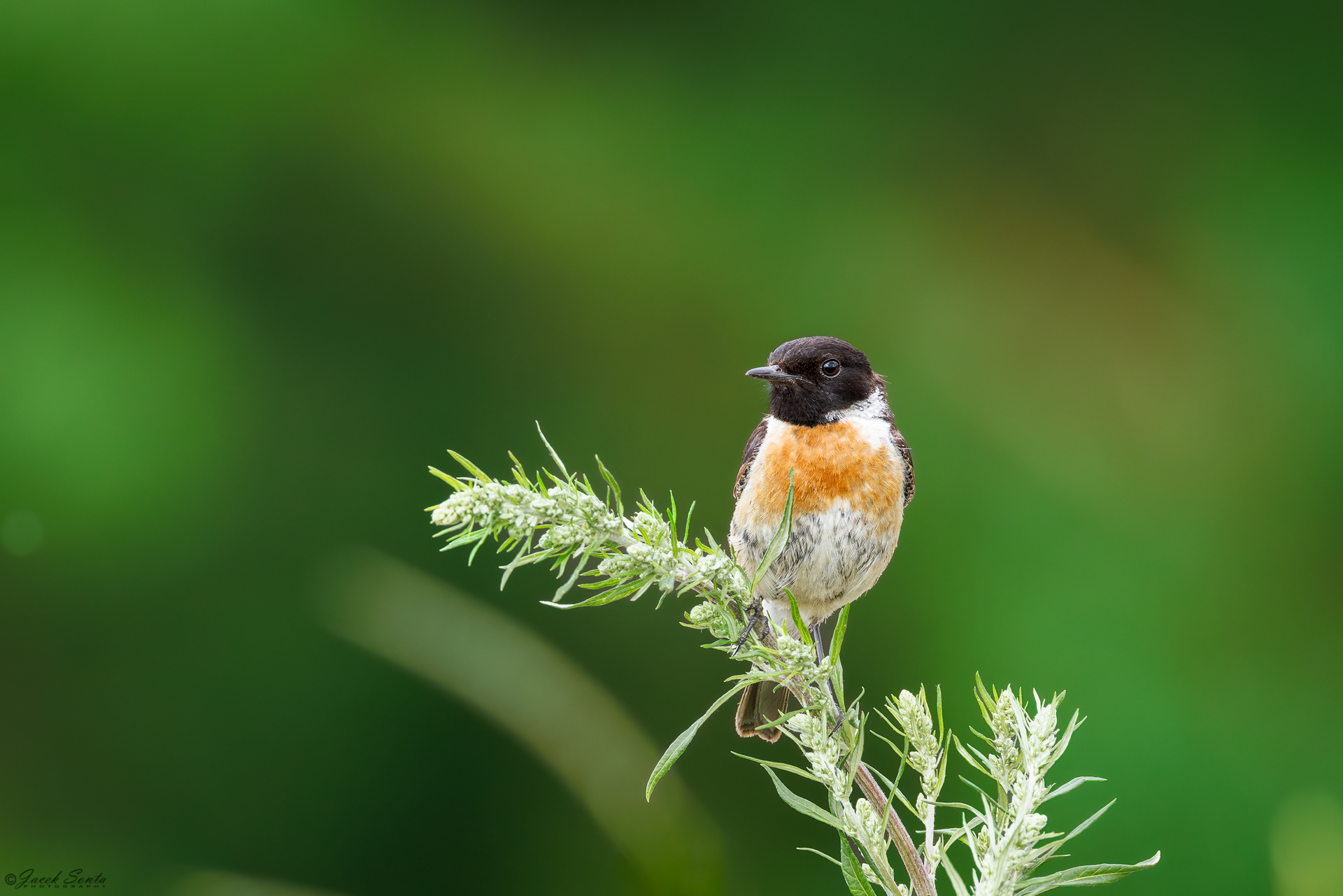 ID120725 - Kląskawka