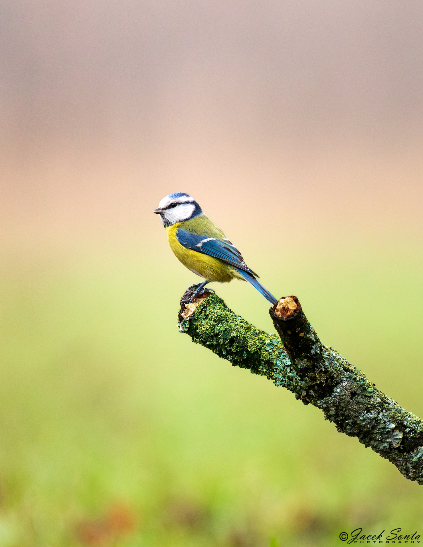 ID161223-Blue tit-Modraszka