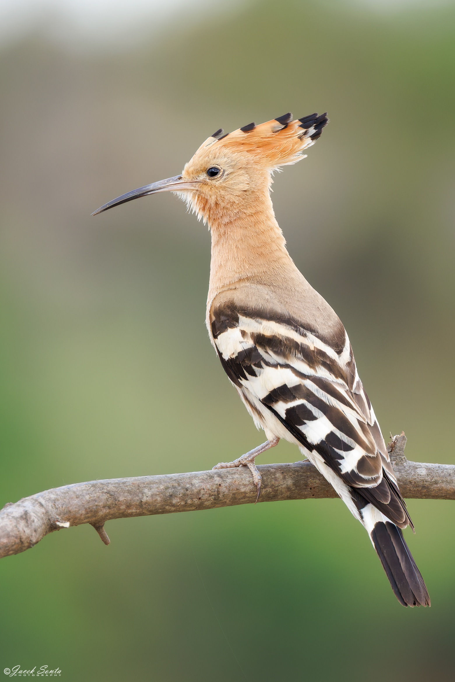 ID210626 - Dudek-Upupa epops-Hoopoe #2