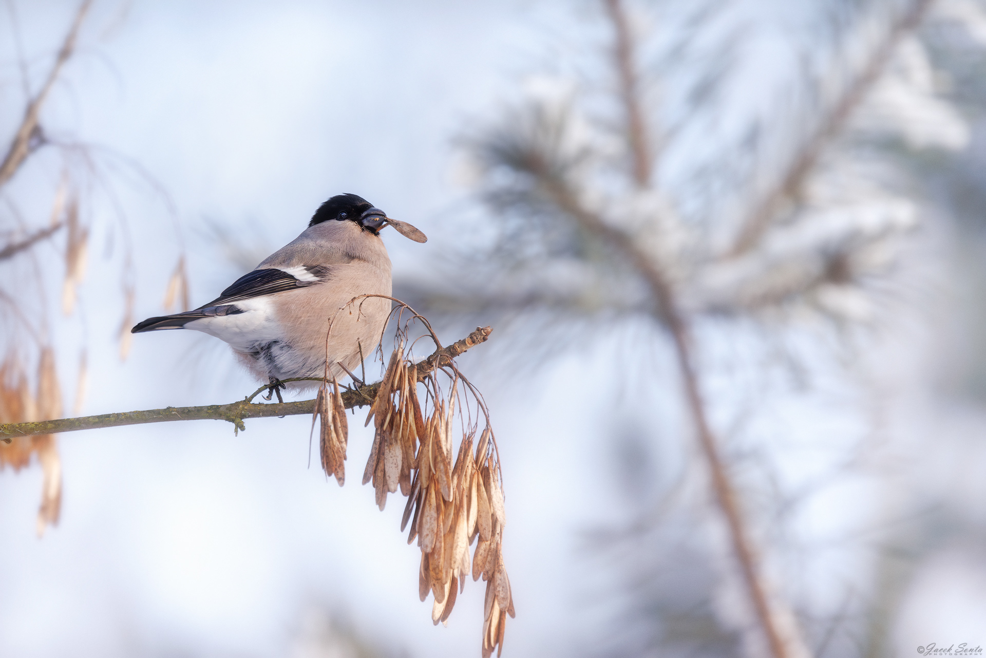 ID100126 - Gil - Bullfinch female