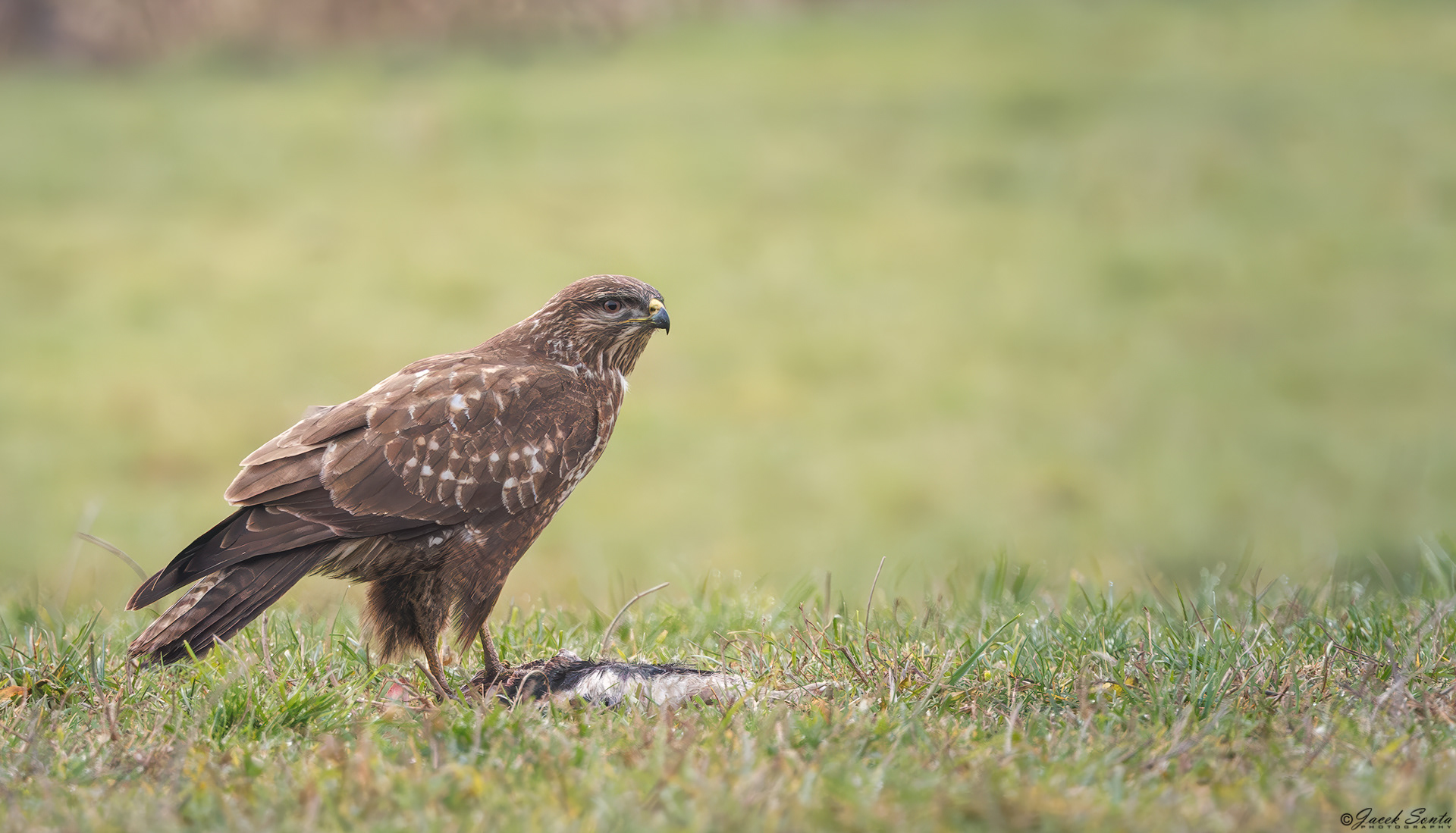 ID071225 - Buzzard, Myszołów