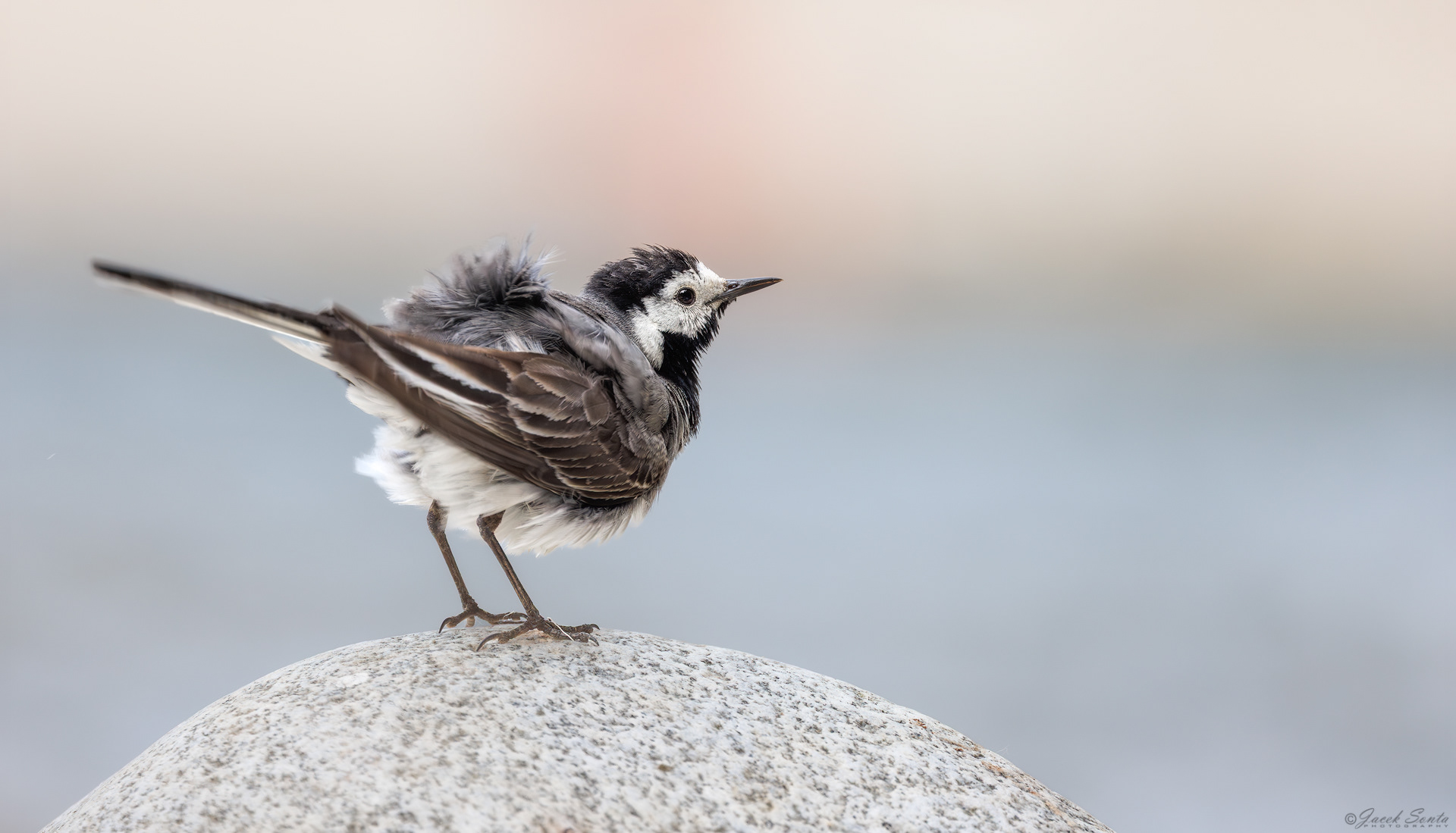ID300626 - Pliszka siwa-Motacilla alba-White wagtail