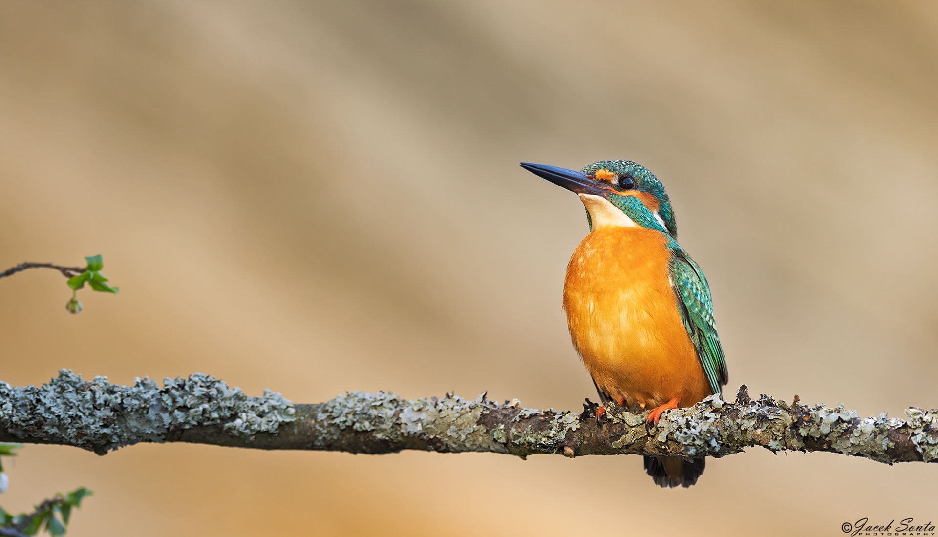 ID130425 - Zimorodek - Kingfisher - female #2