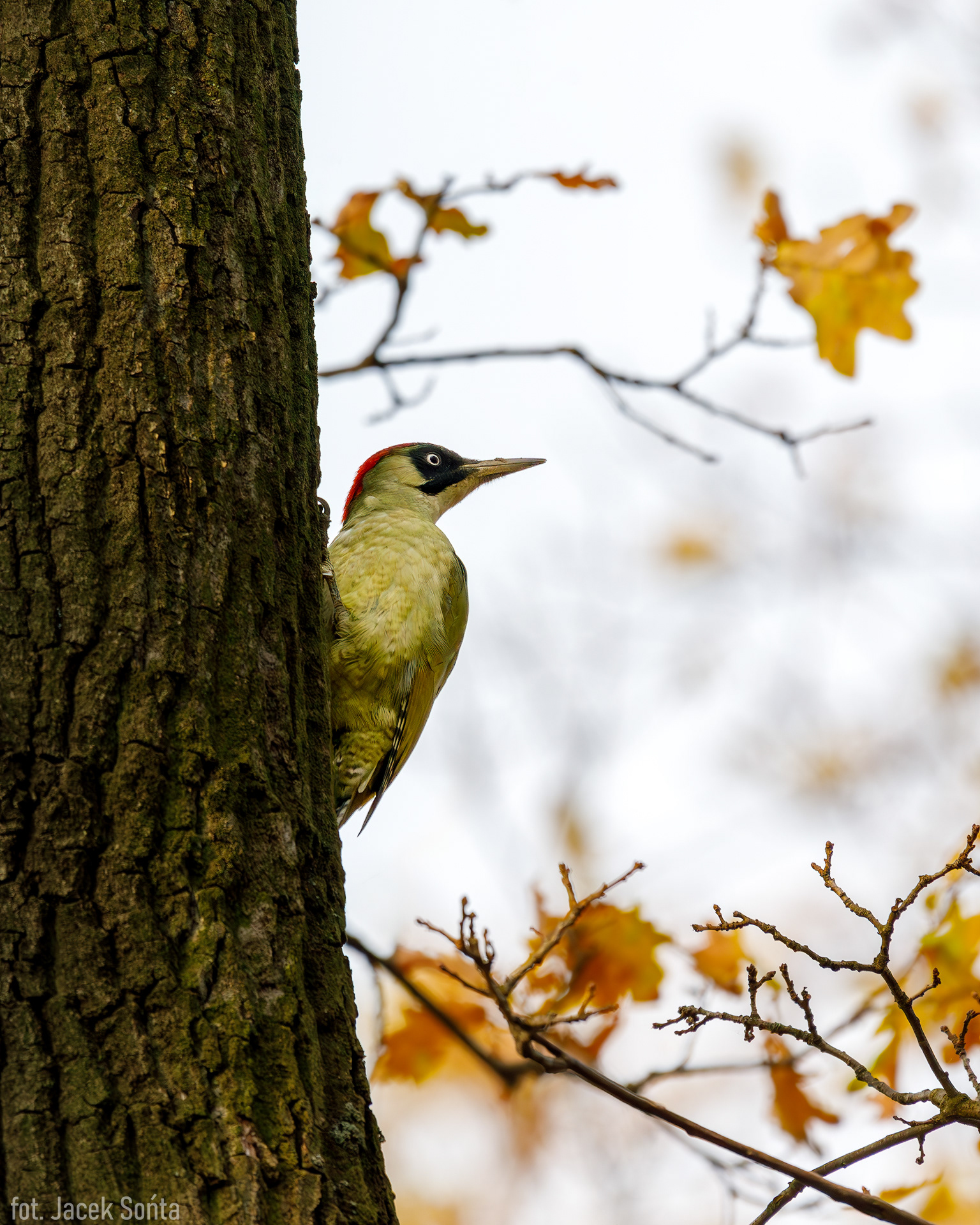 ID111123-European green woodpecker - Dzięcioł zielony
