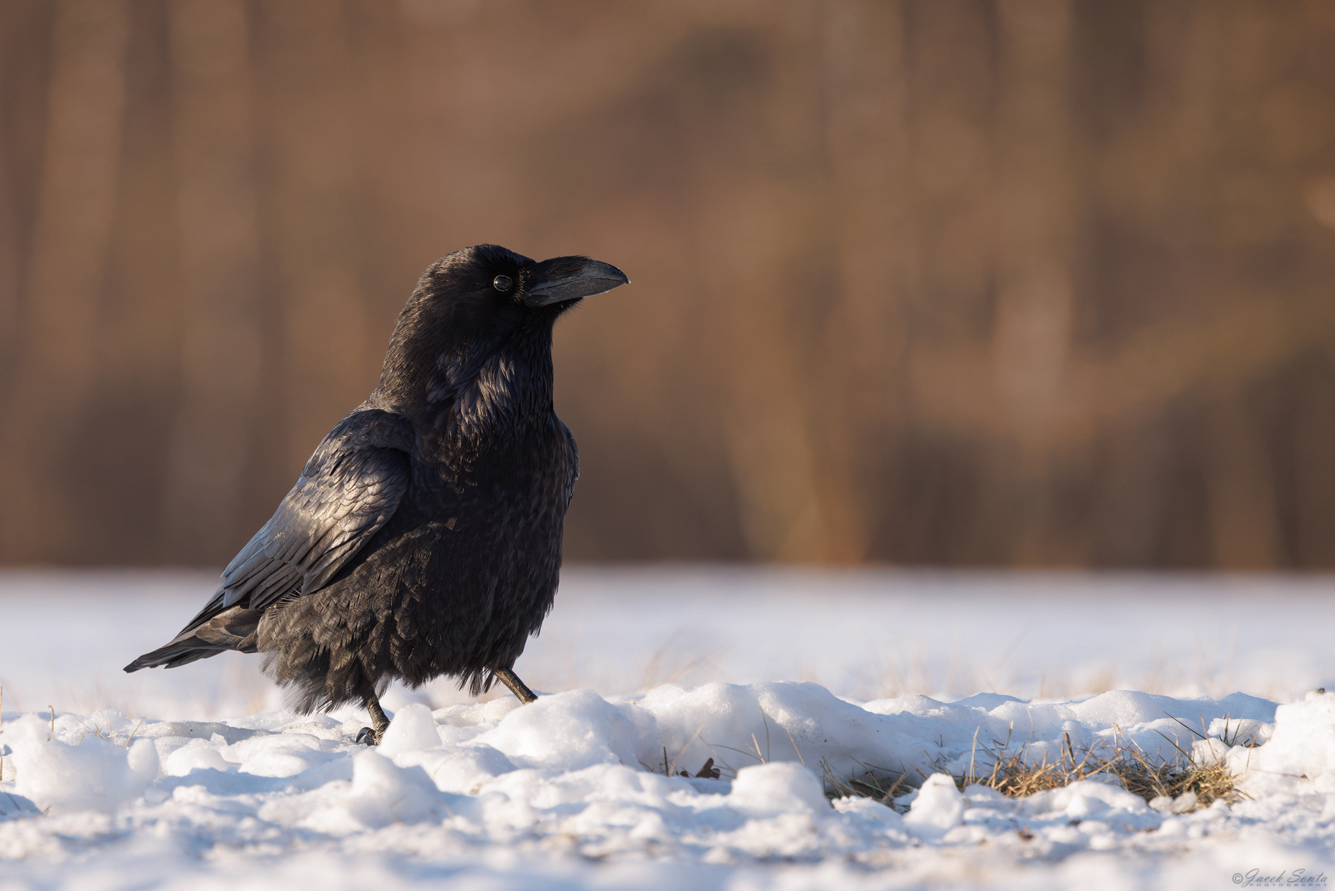 ID01022026 - Kruk - Raven #2