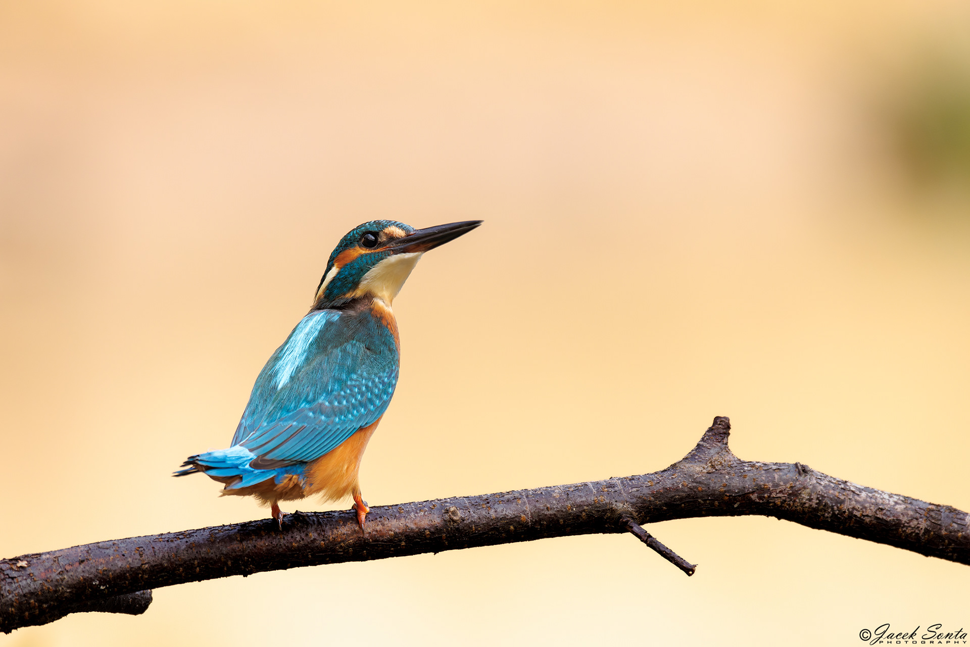 ID310824 - Zimorodek - Kingfisher@310824