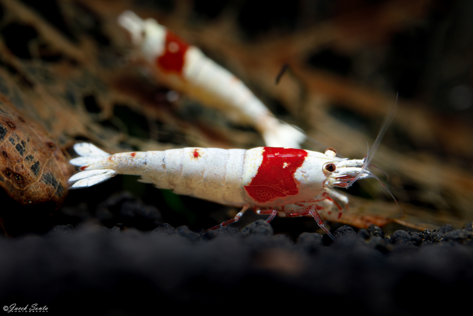 ID261223-Caridina PRL shrimp