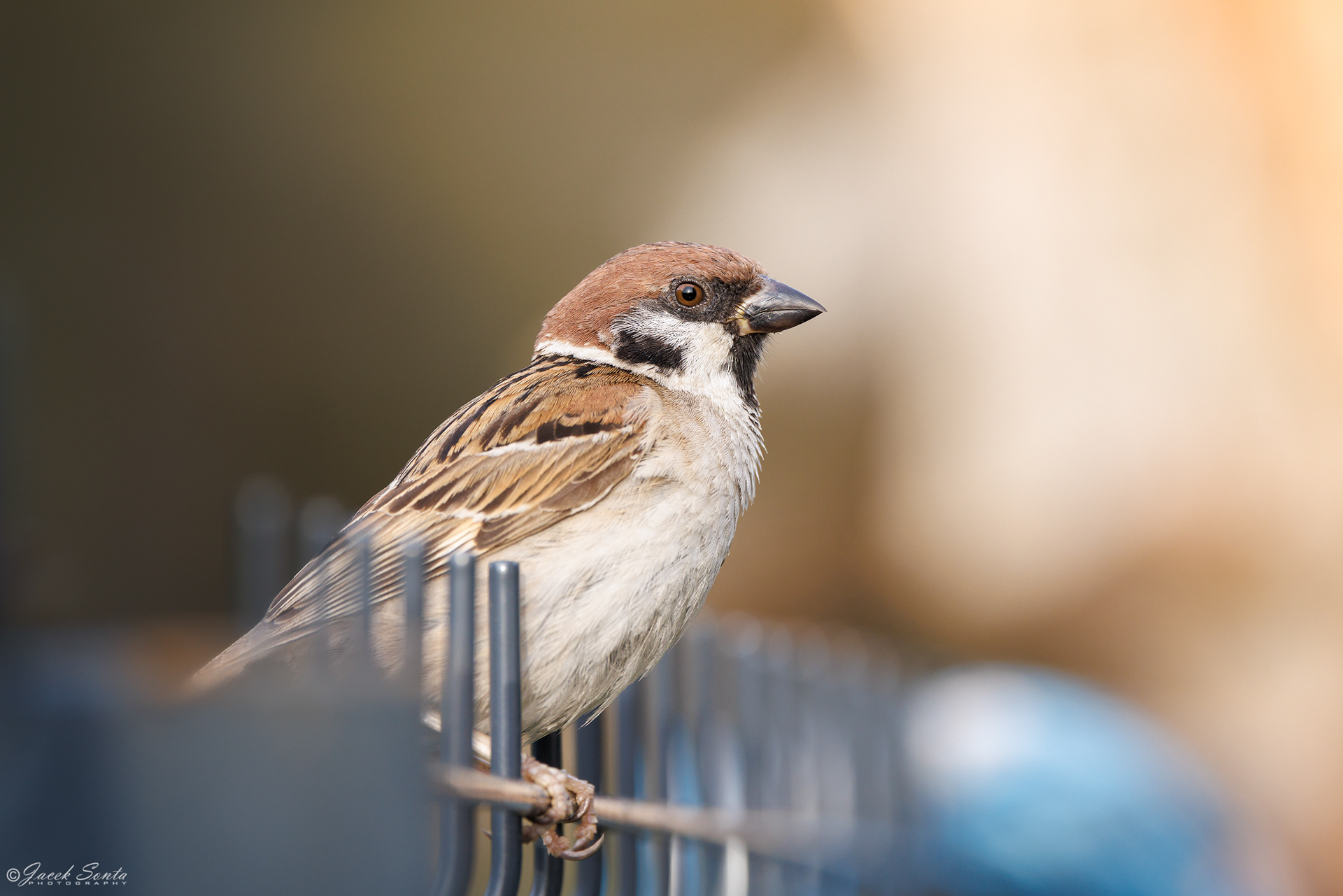 ID250725 - Mazurek #2