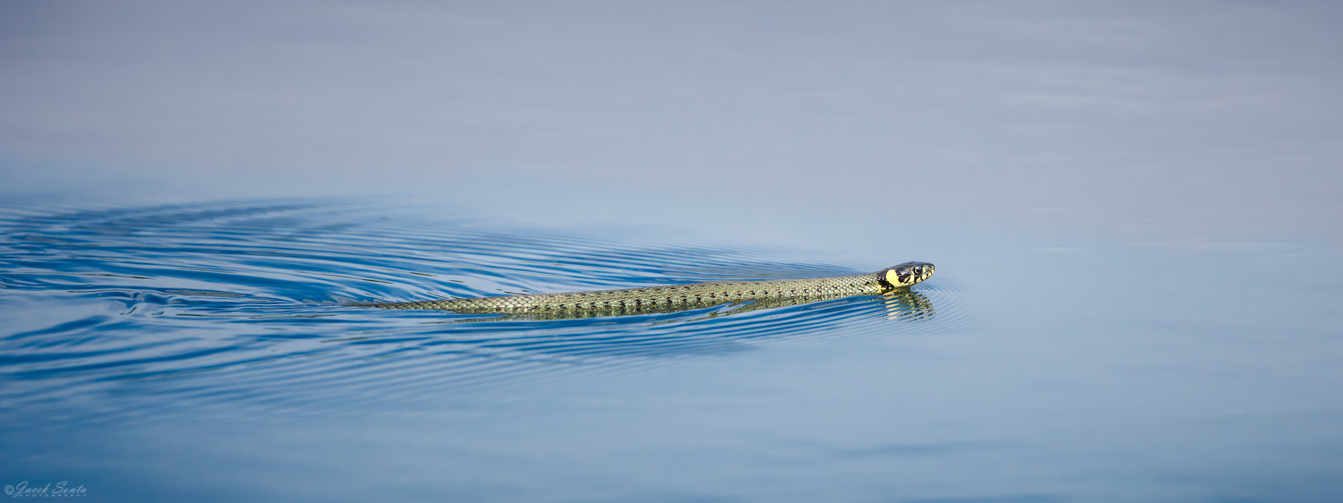 ID150326 - Zaskroniec