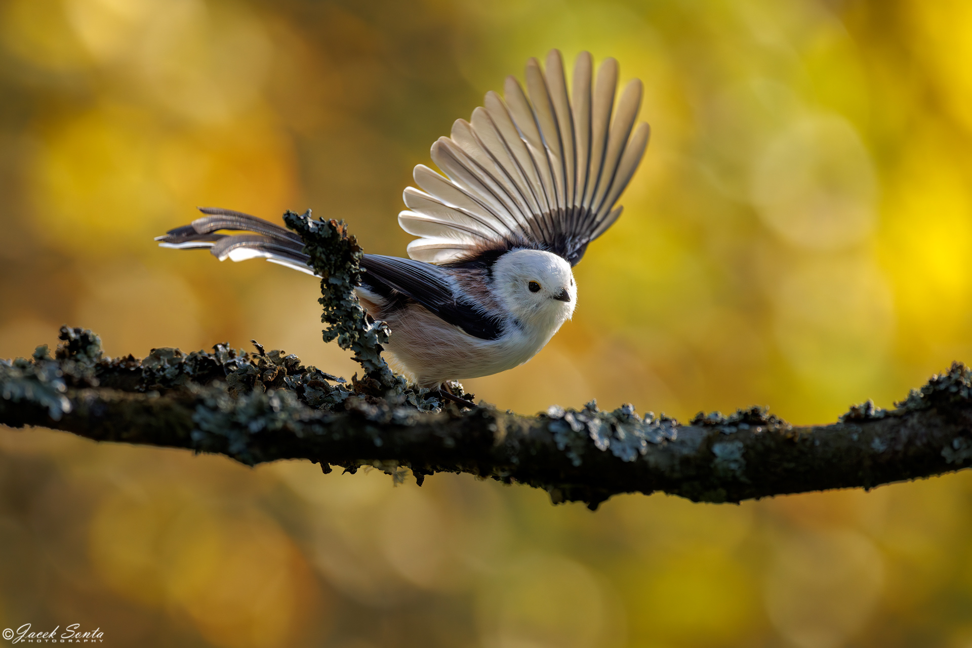 ID161024 - Raniuszek - Long tailed tit