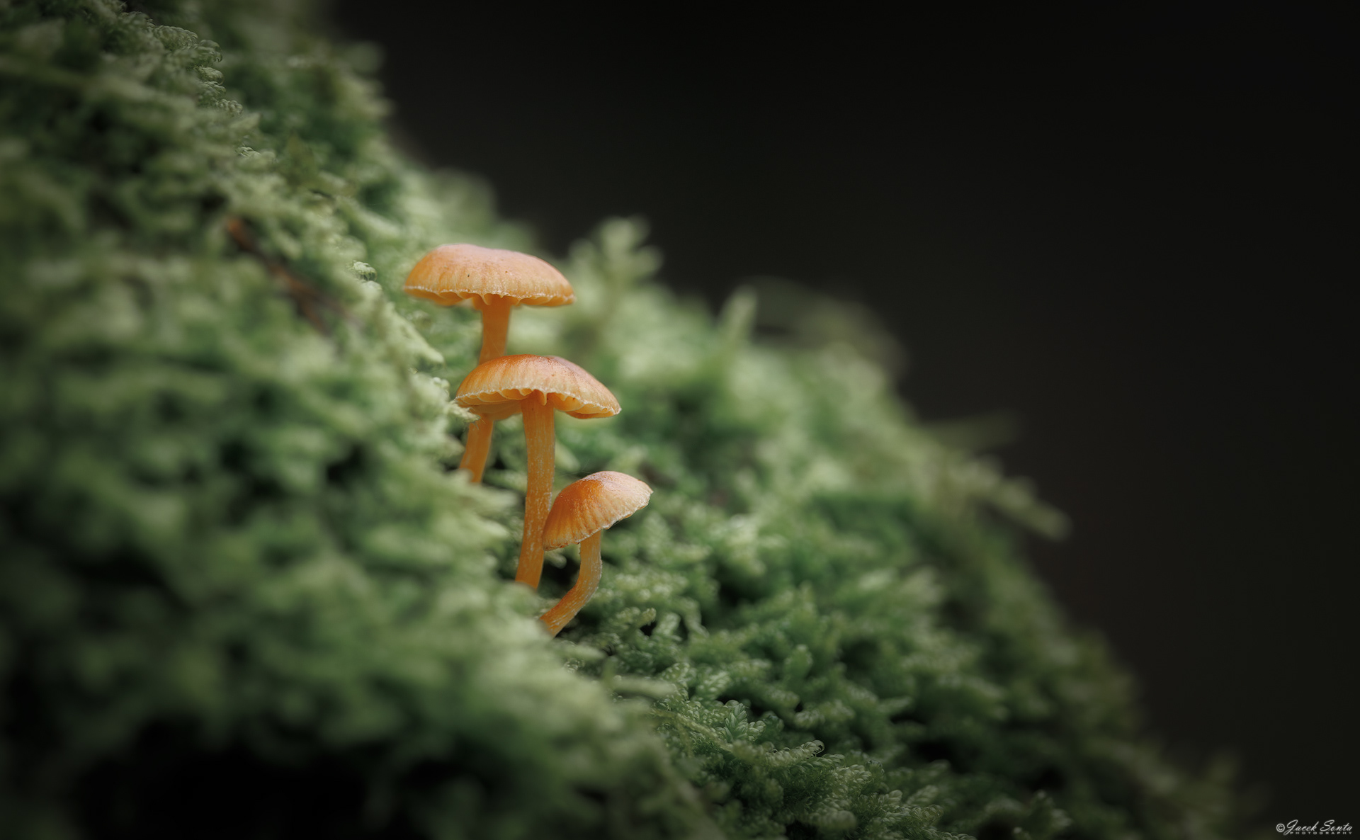 ID151125 - Mushrooms