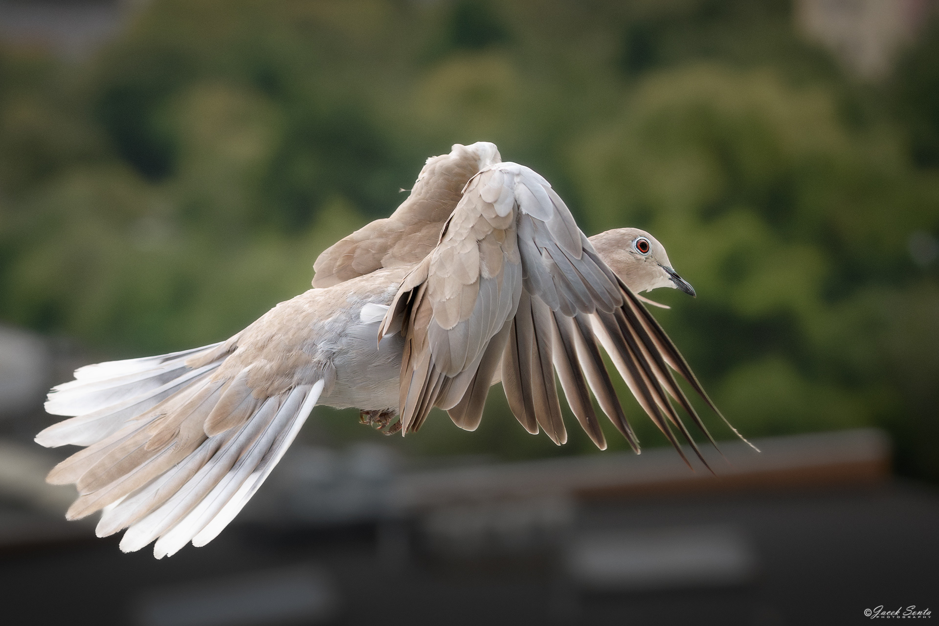 ID130726 - Sierpówka Synogarlica turecka-Streptopelia decaocto-Eurasian Collared Dove