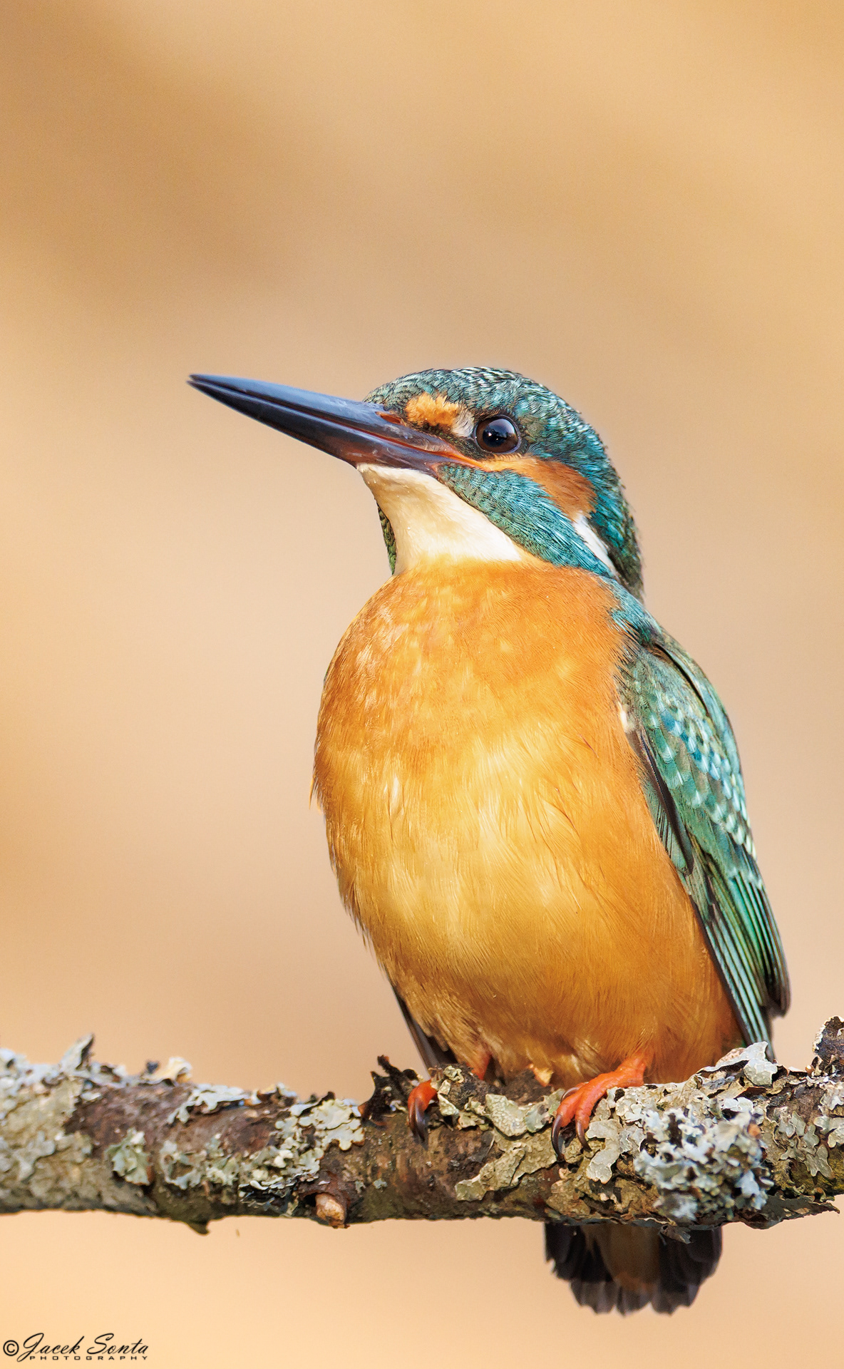 ID130425 - Zimorodek - Kingfisher - female - Vertical