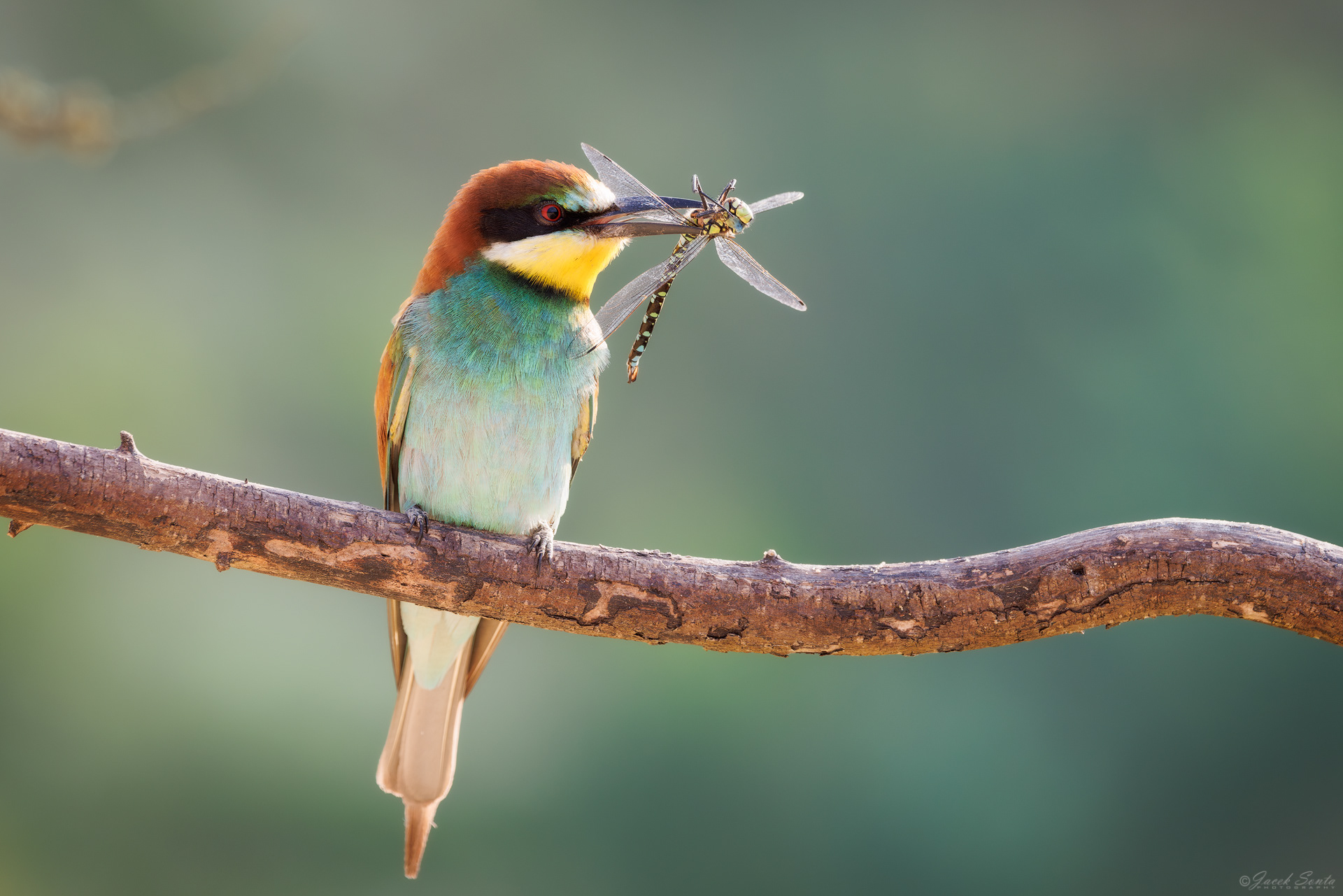 ID190726 - Żołna-Merops apiaster-Bee-eater #3