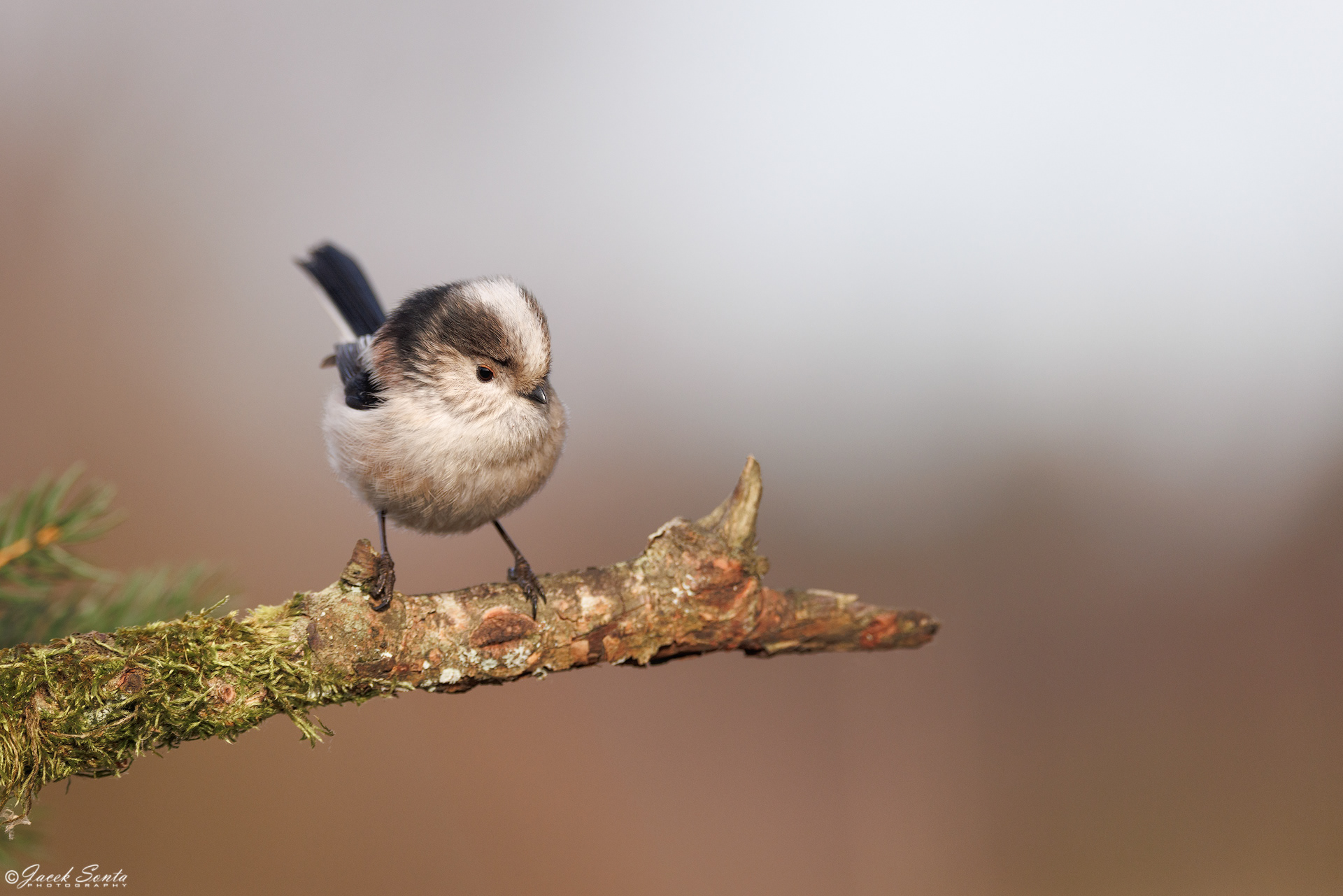 ID270125 - Raniuszek #3