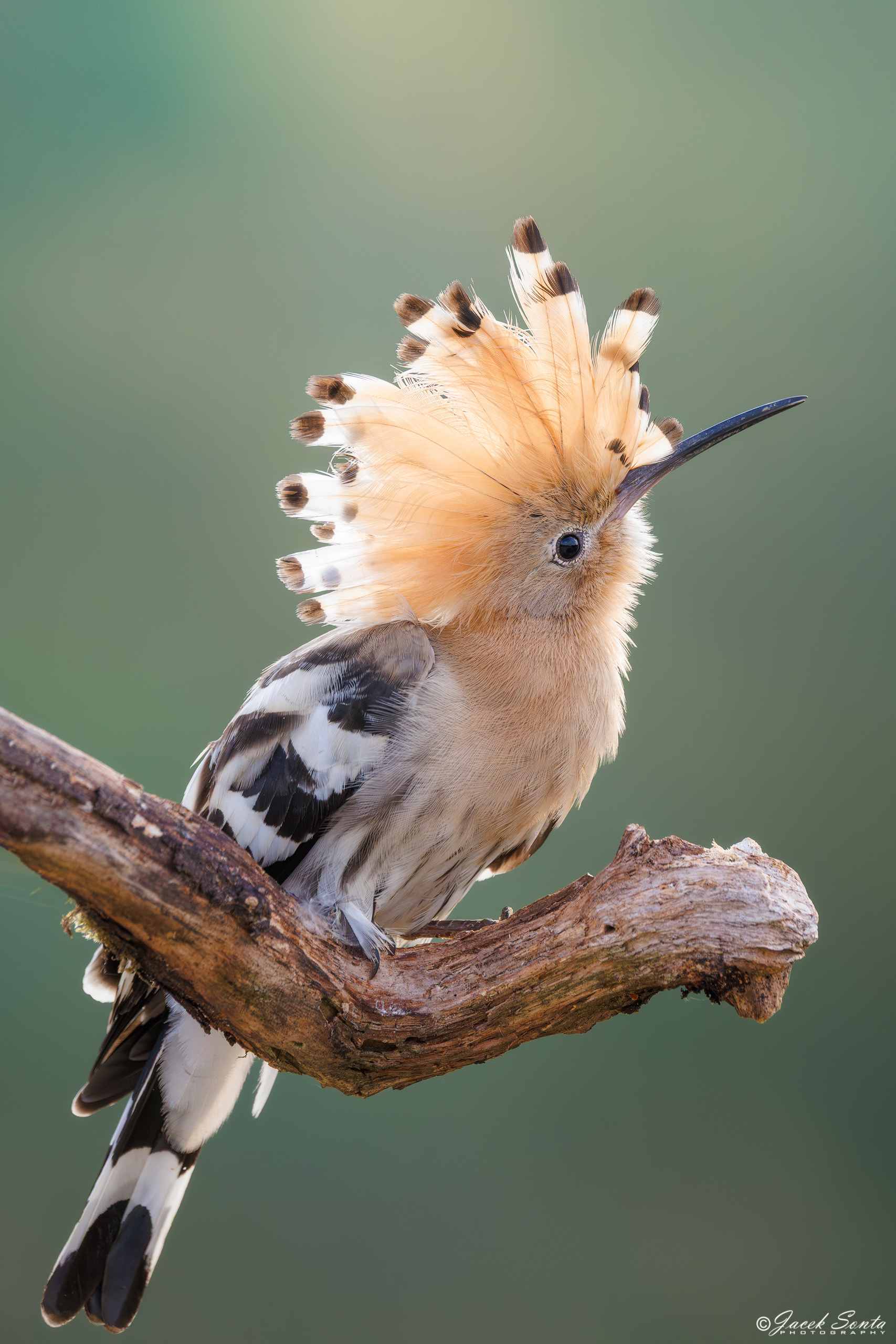 ID190726 - Dudek-Upupa epops-Hoopoe #2