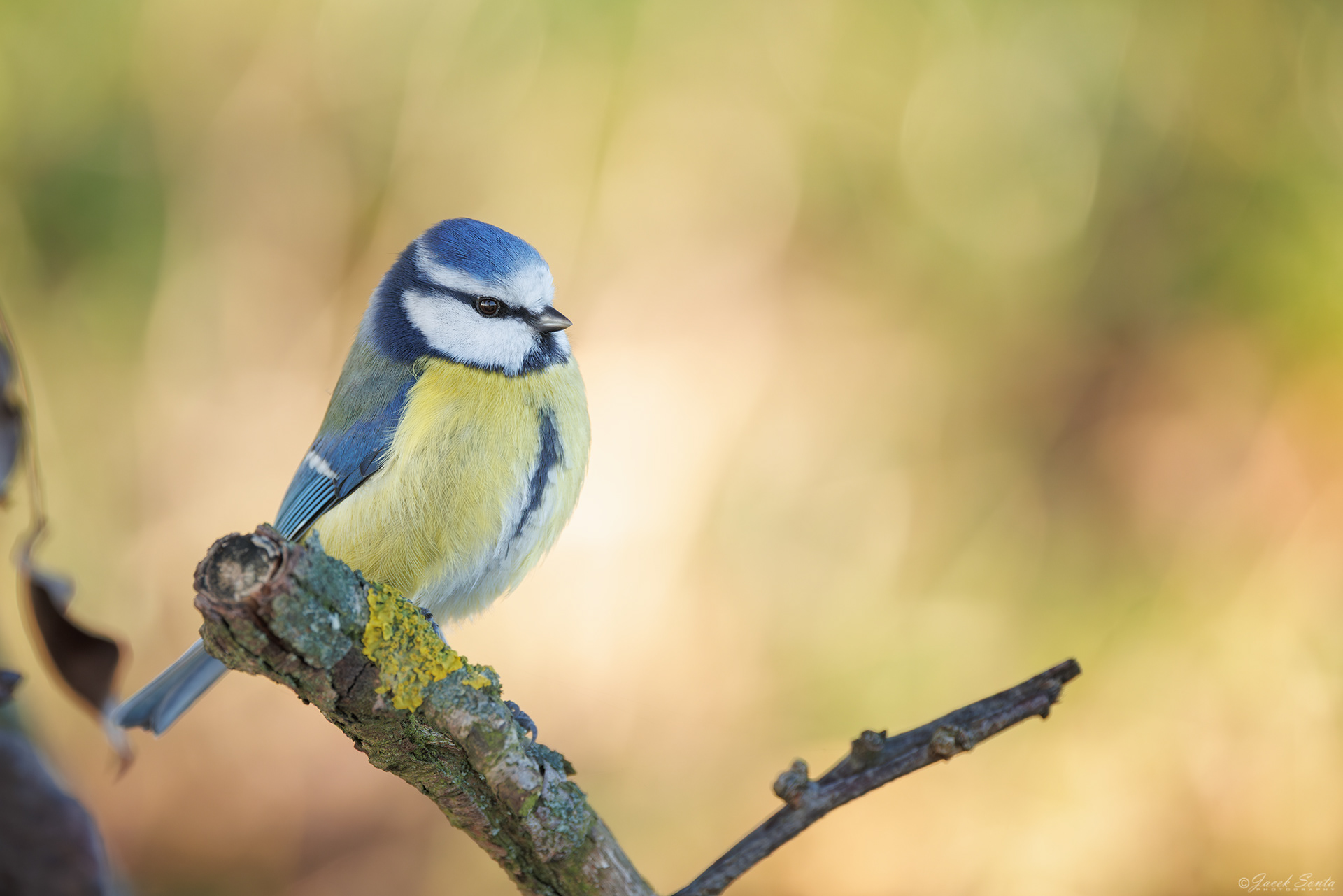 ID191225 - Modraszka - Blue tit #3