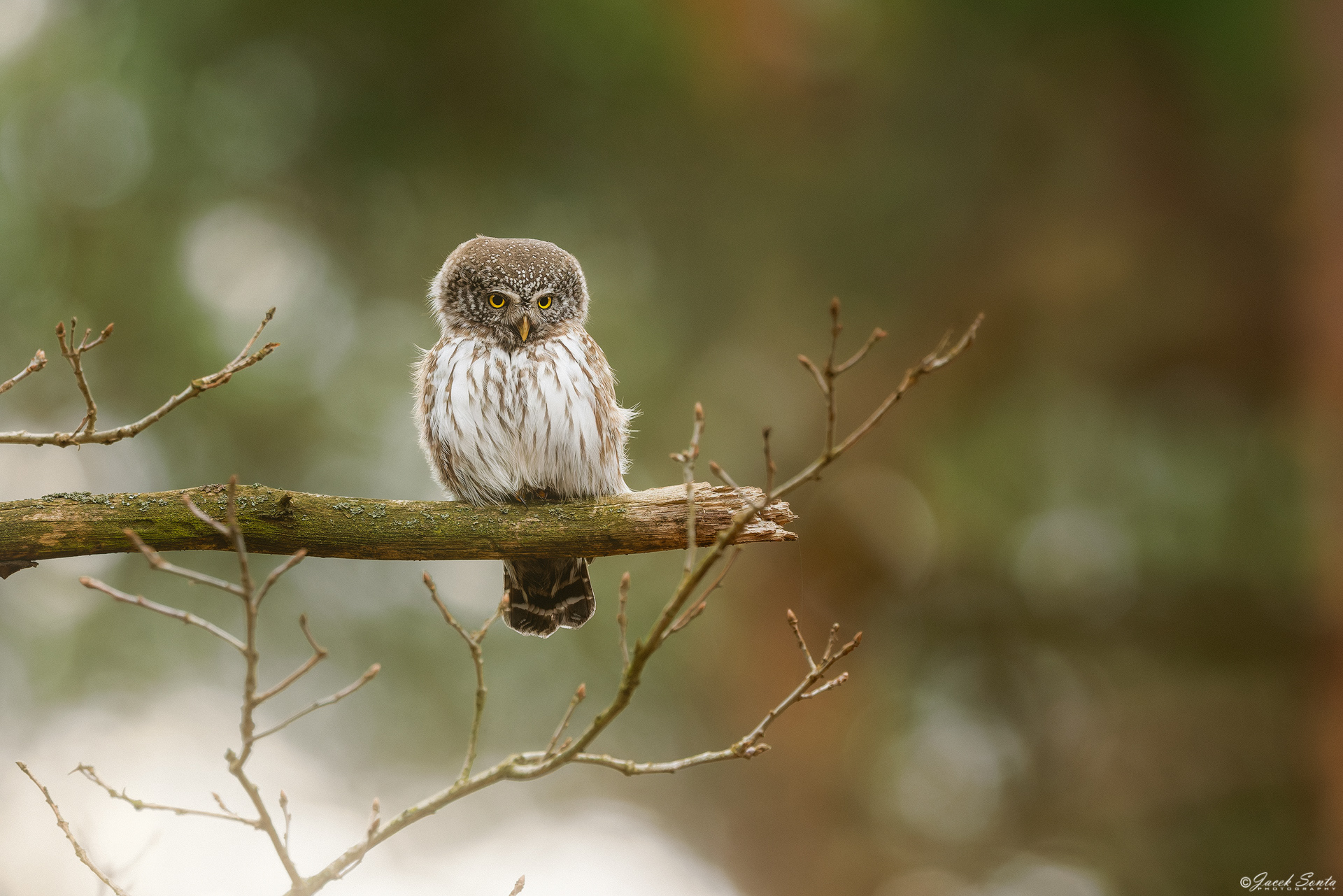 ID270326 - Sóweczka-Glaucidium passerinum-Eurasian pygmy owl #4v2