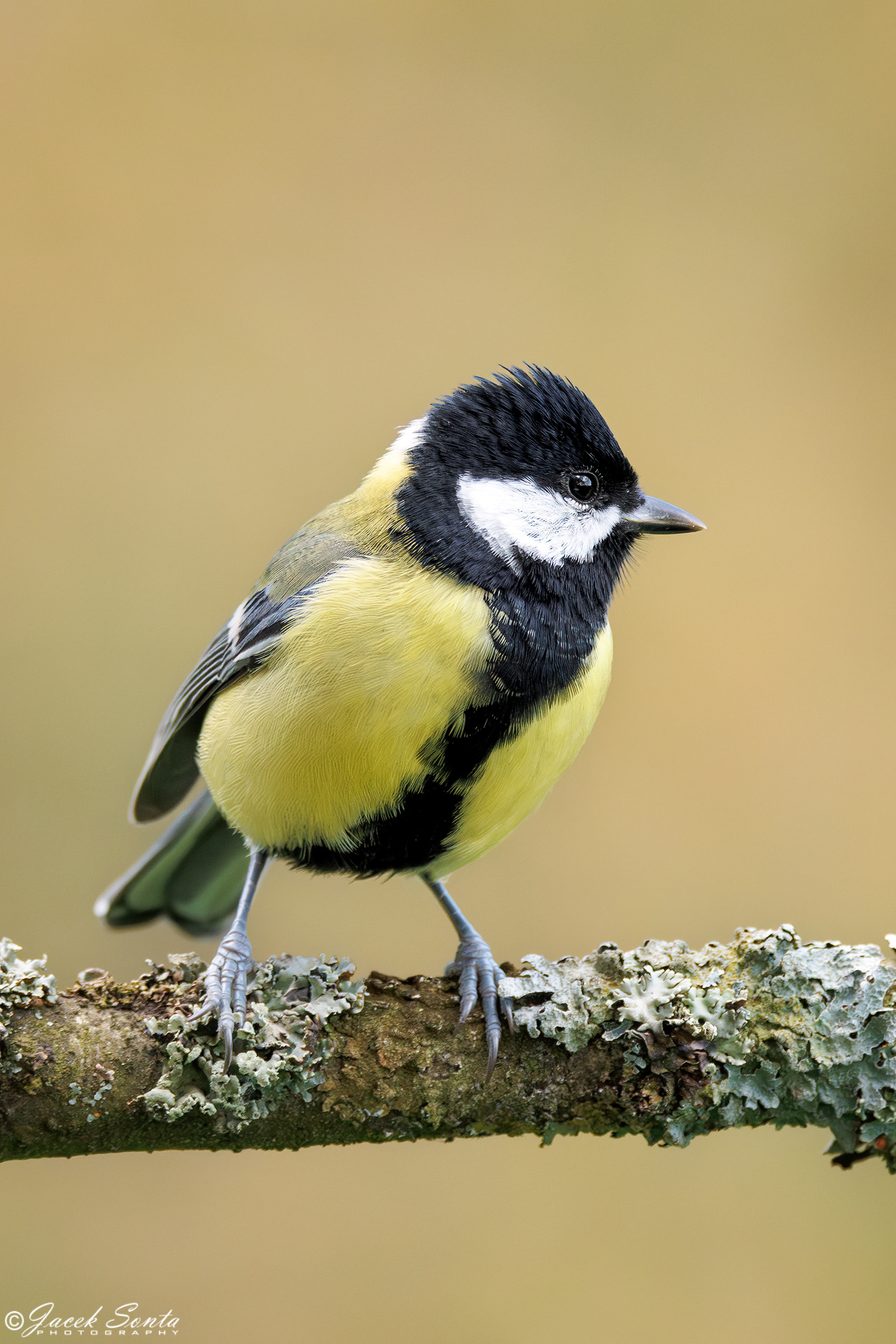ID151024 - Bogatka - Great tit
