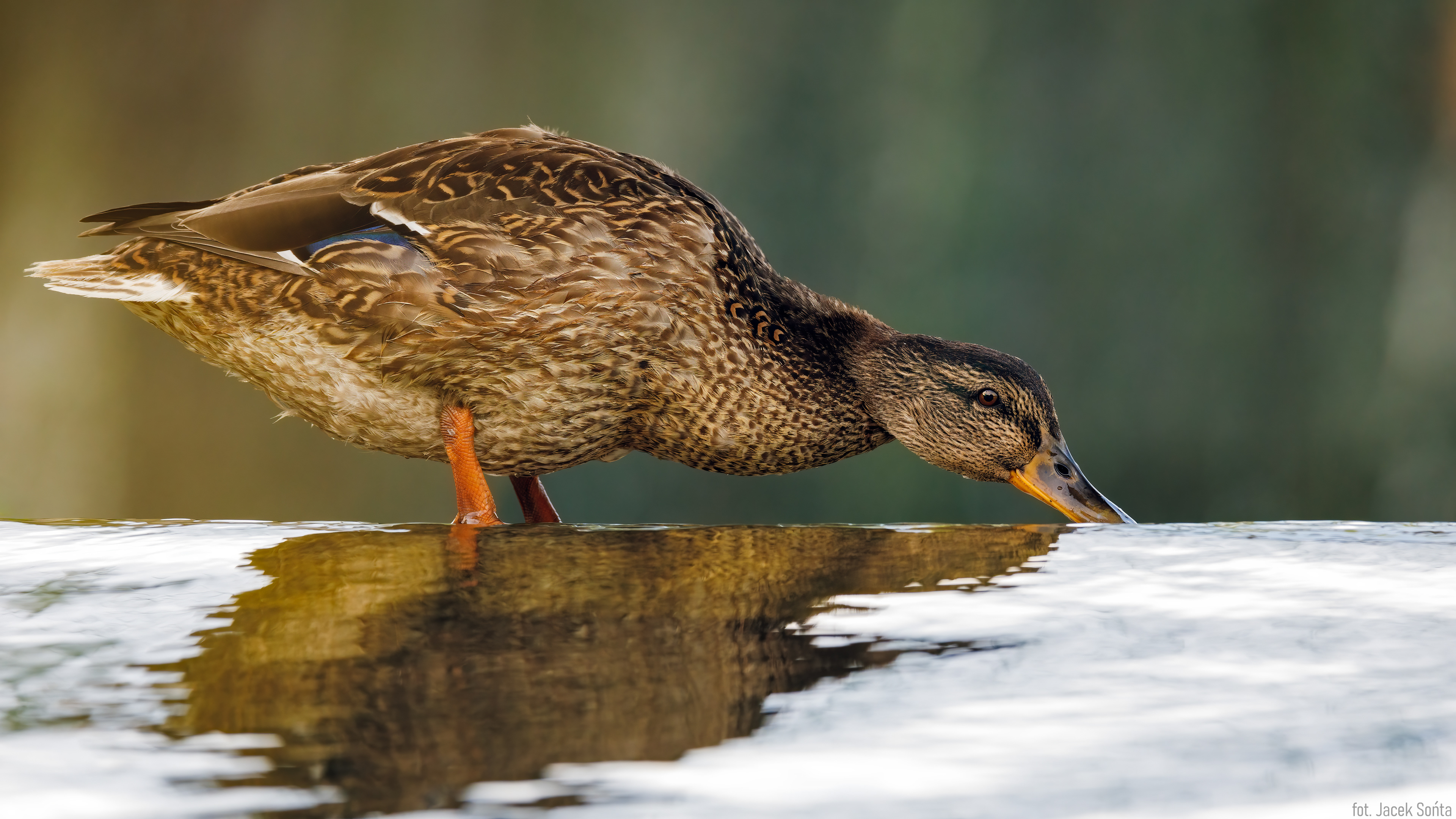 ID070823-Kaczka krzyżówka