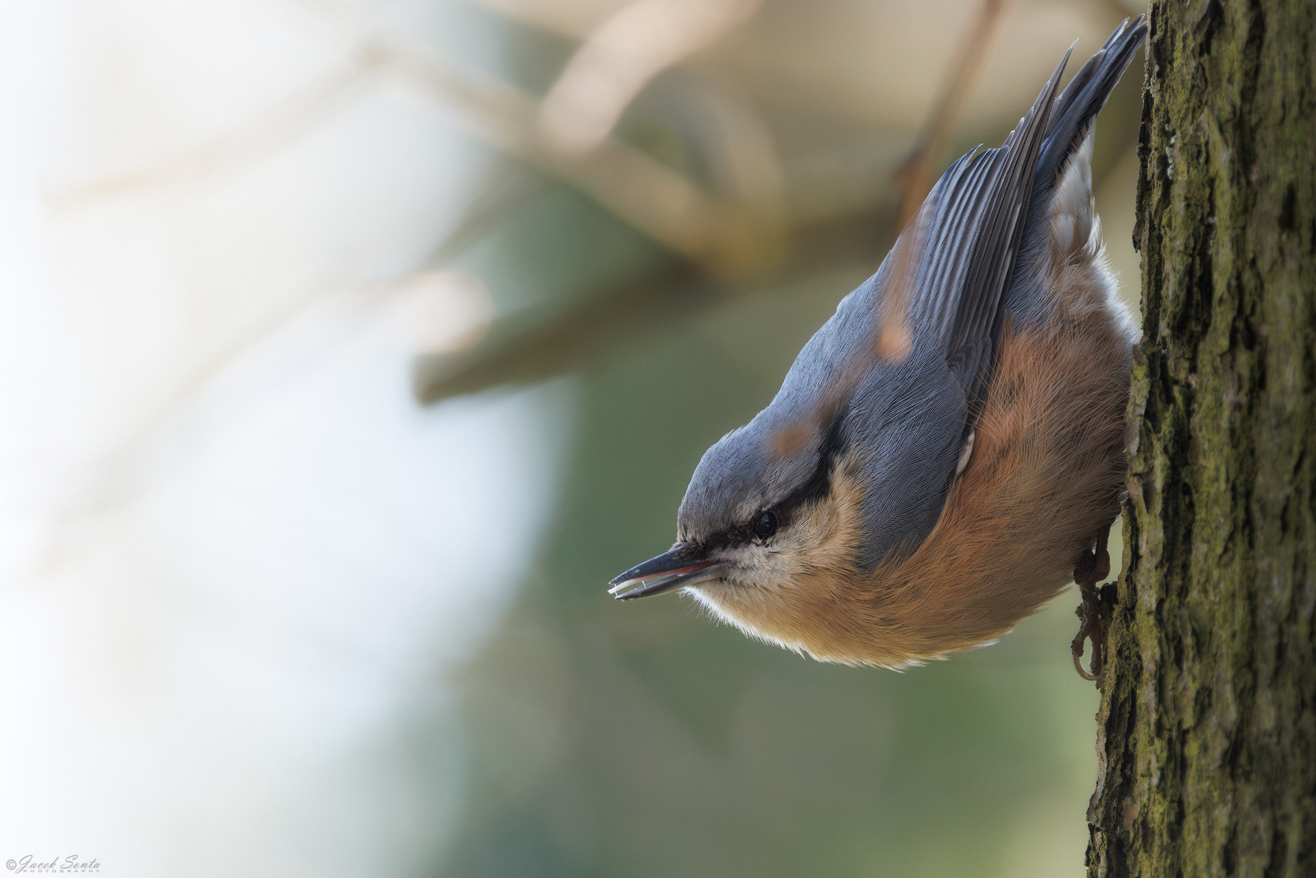 ID26022026 - Kowalik - Nuthatch