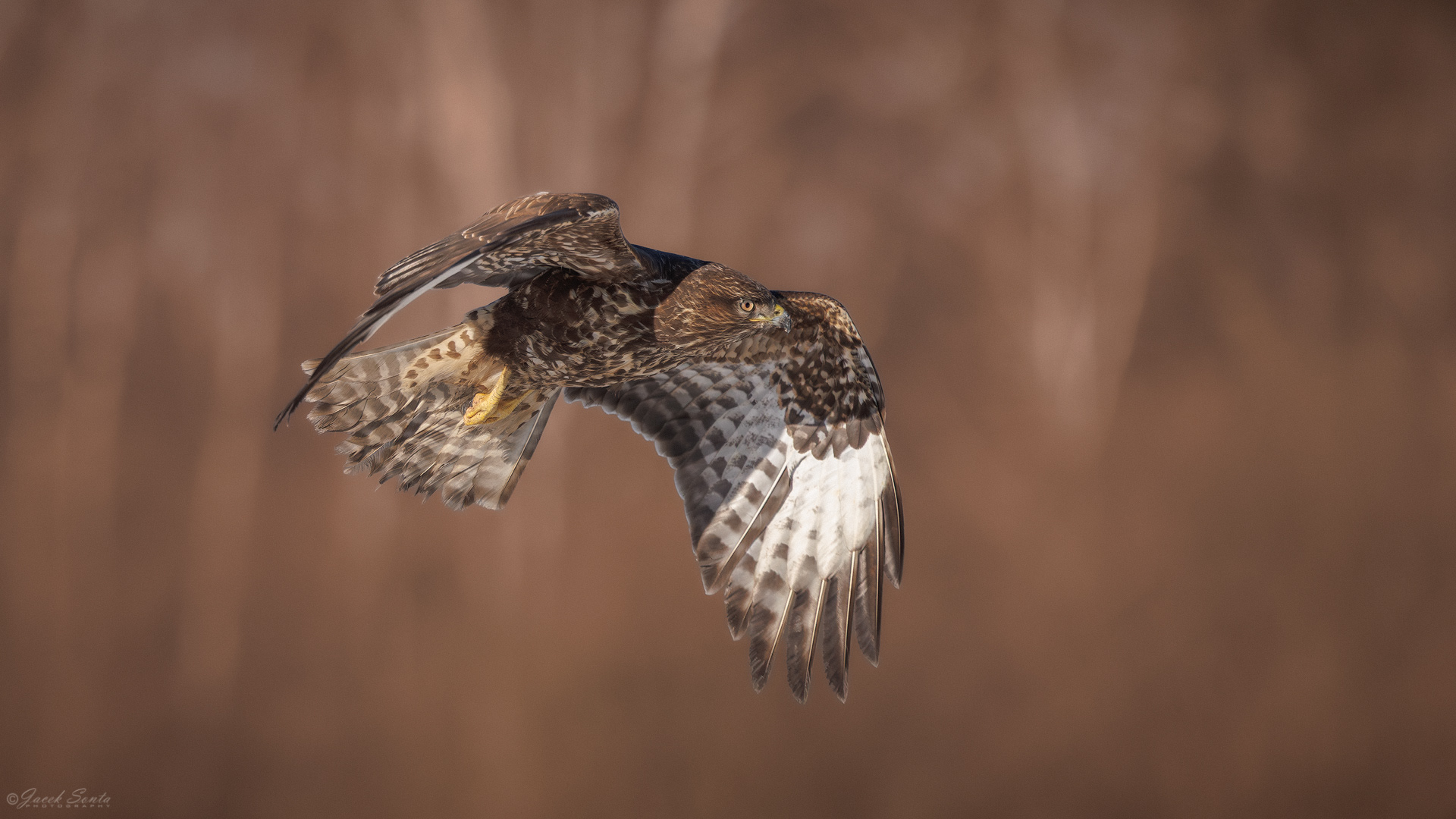 ID01022026 - Myszołów - Buzzard #2