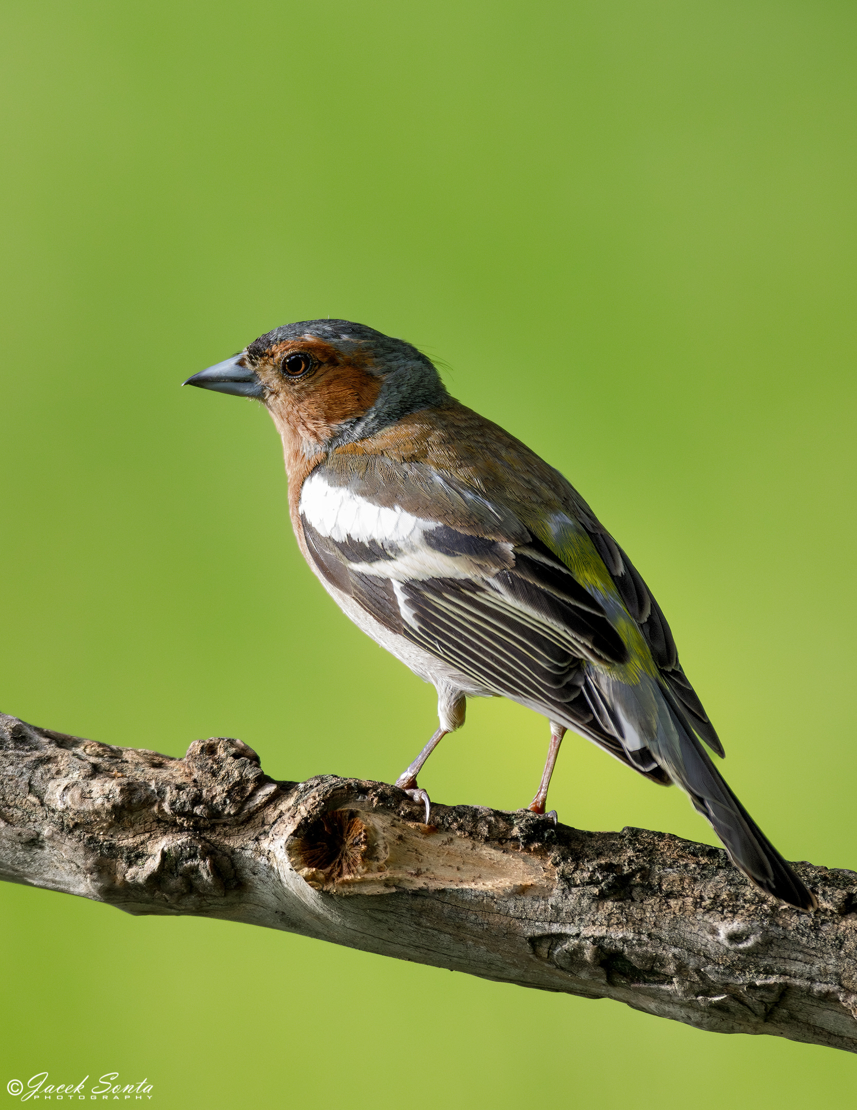 ID010624 - Zięba - Chaffinch