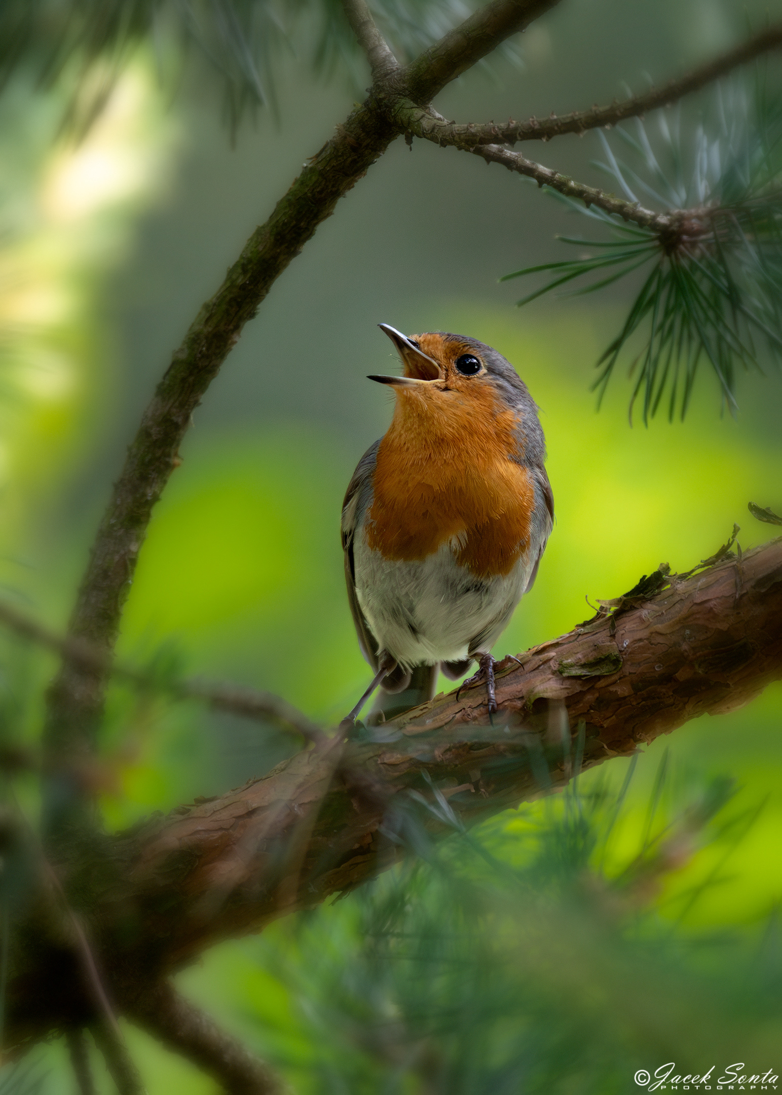 ID280524 - European Robin - Rudzik