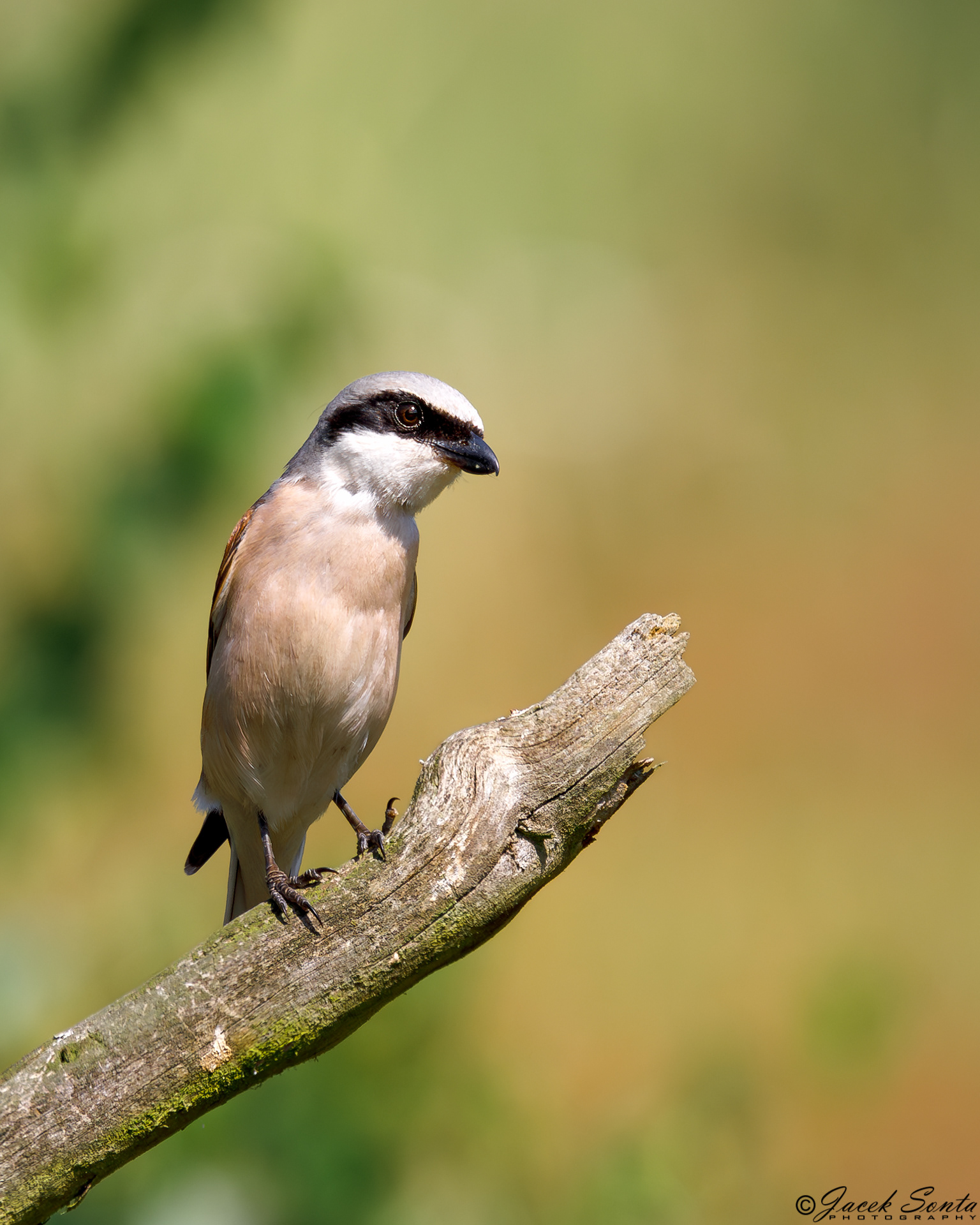 ID130724-Red-backed shrike-Gąsiorek