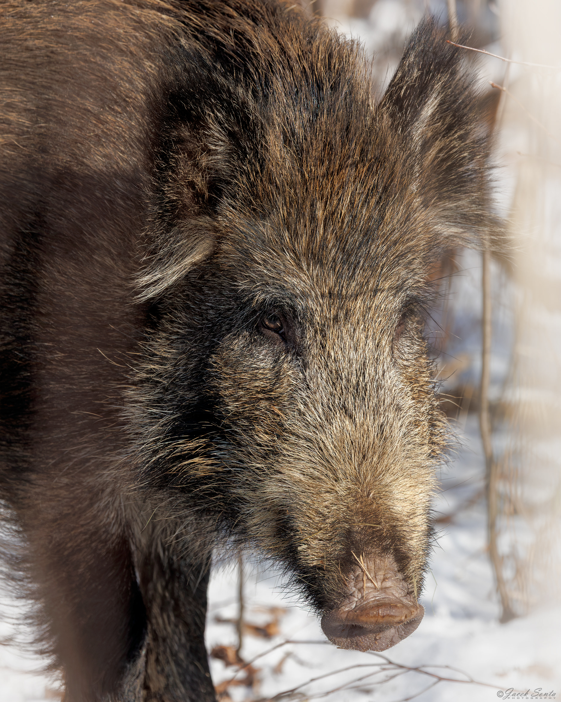 ID310126 - Dzik - Wild boar