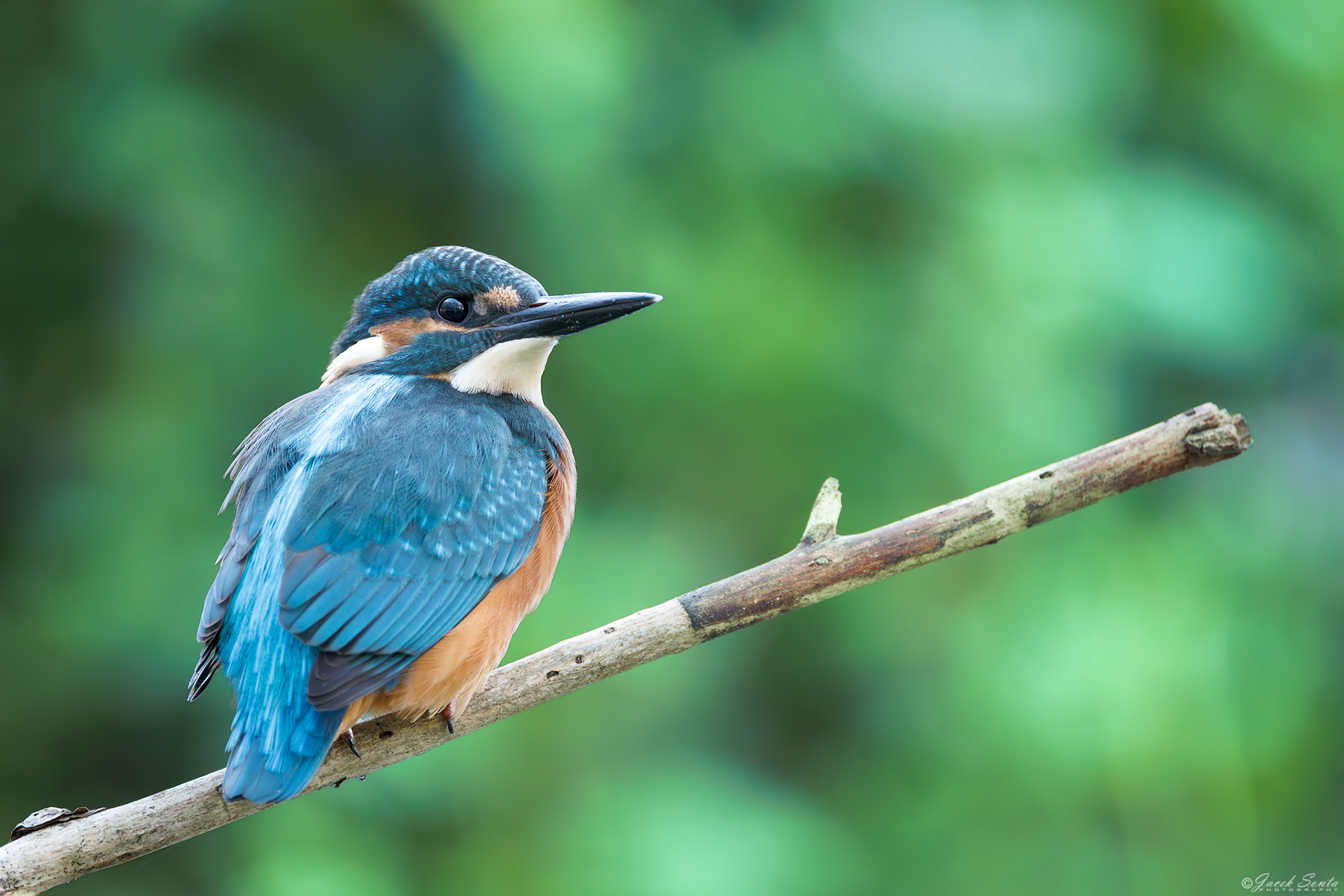 ID 170825 - Zimorodek - King fisher male