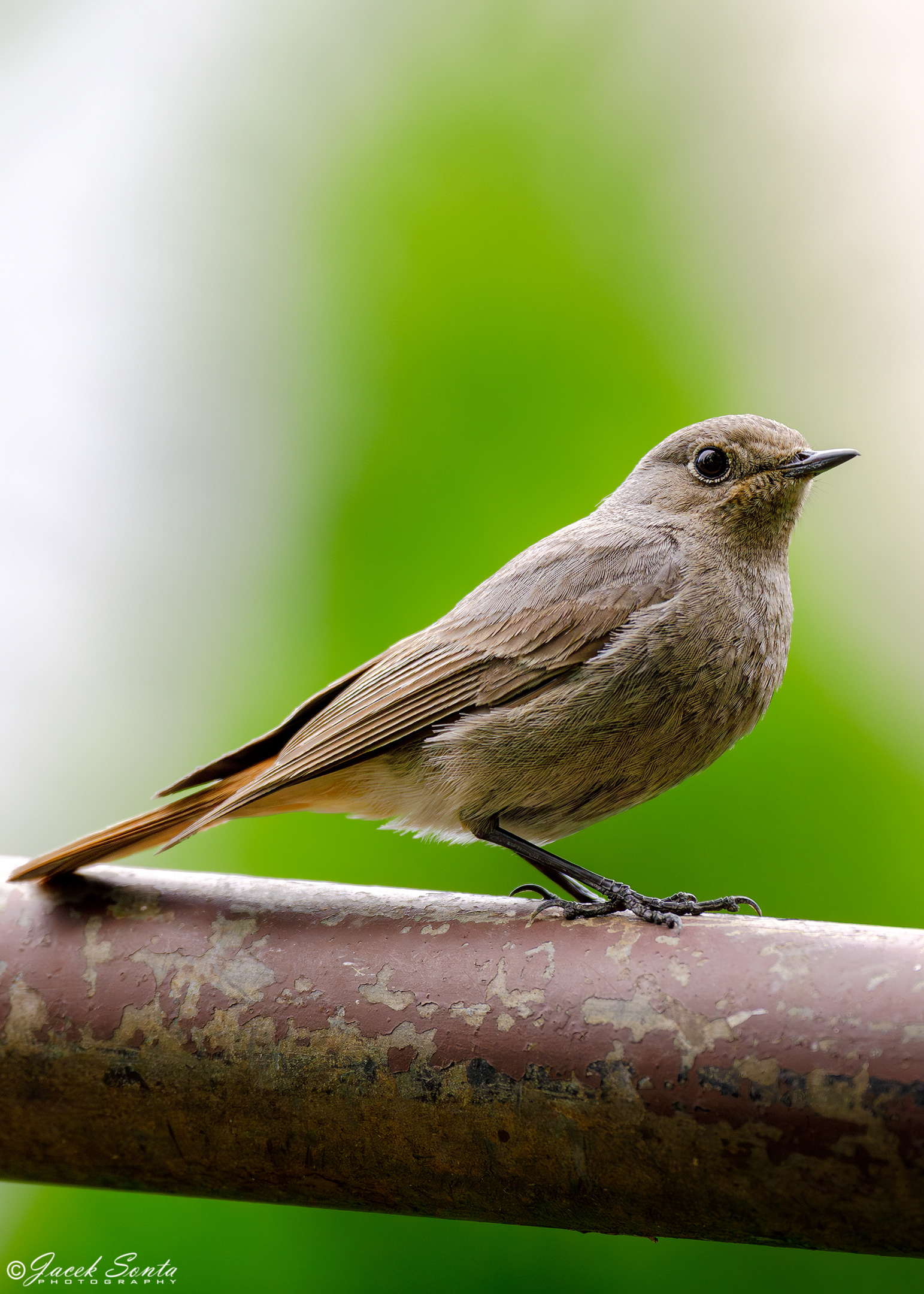ID260524 - Black redstart - Kopciuszek