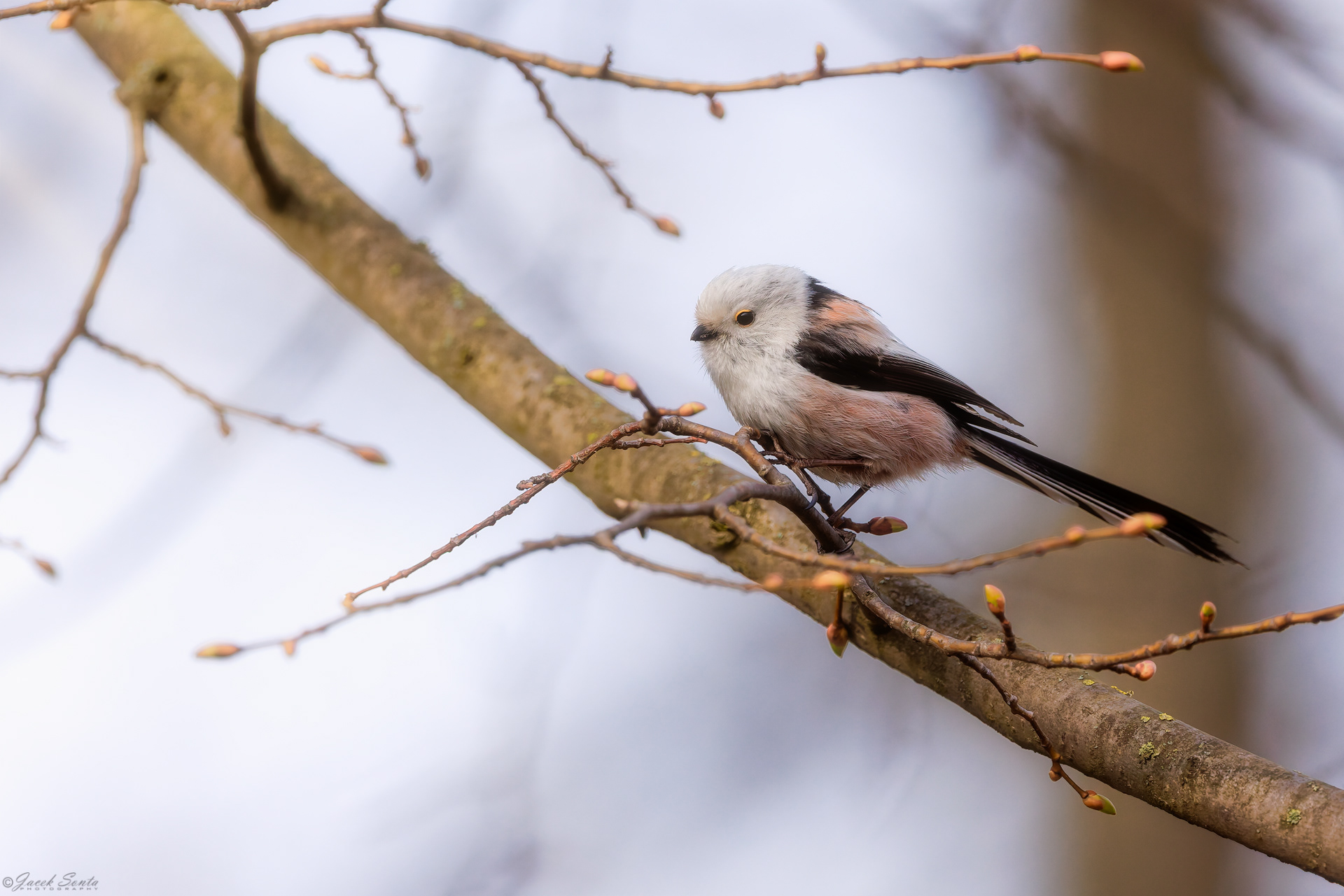 ID040426 - Raniuszek-Aegithalos caudatus-Long-tail tit #3v2