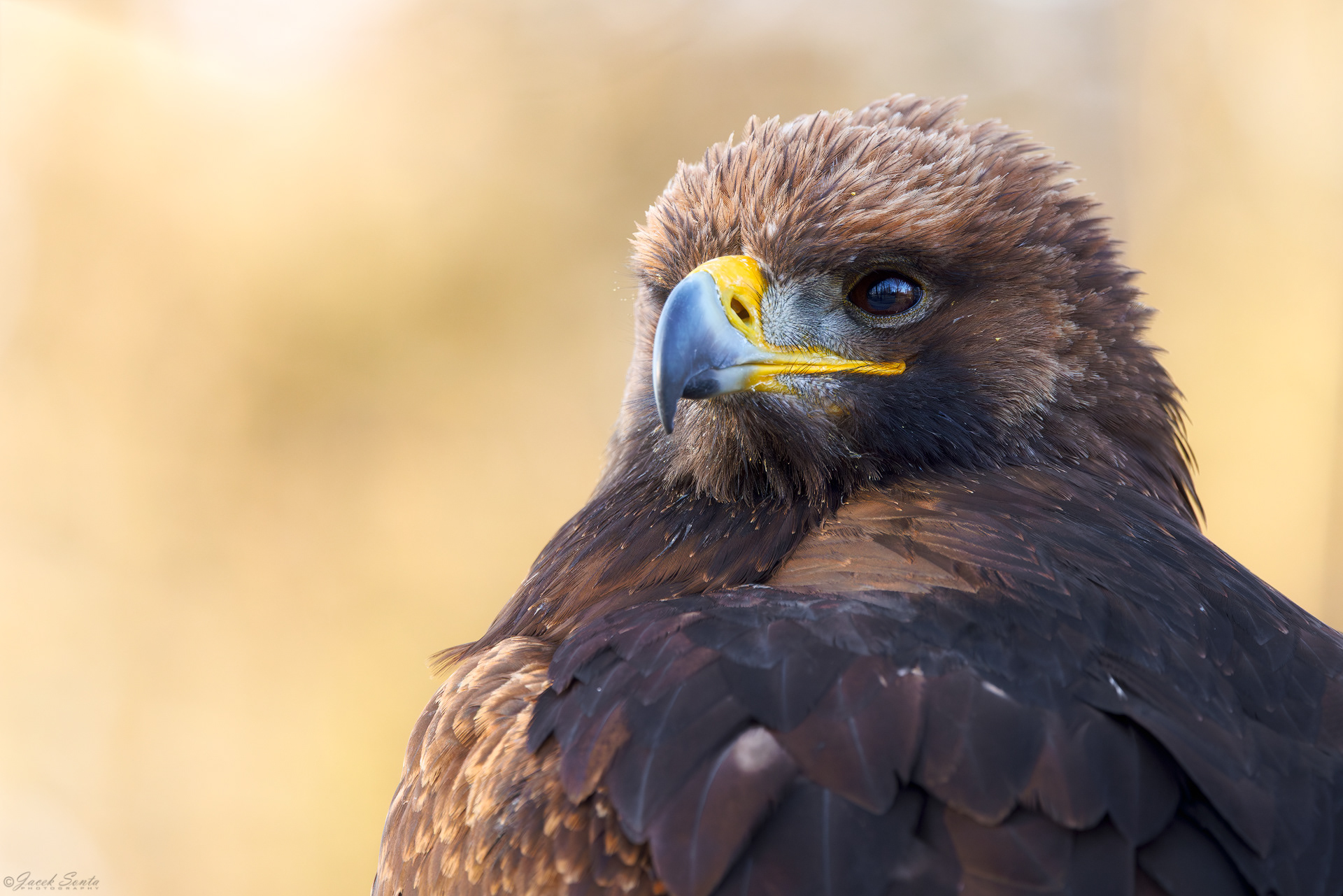 ID26022026 - Orzeł stepowy - Steppe eagle