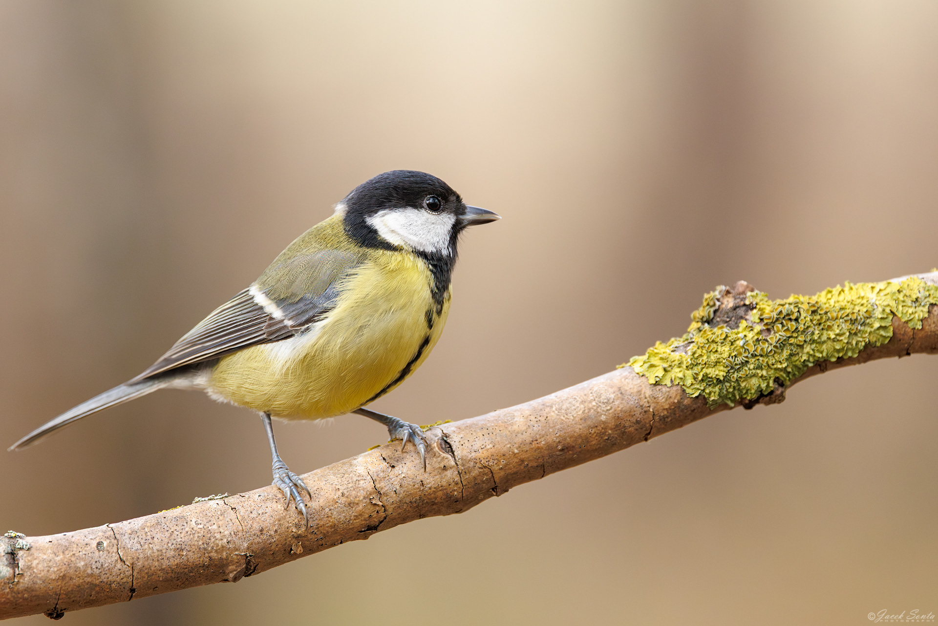 ID071225 - Great tit, Bogatka