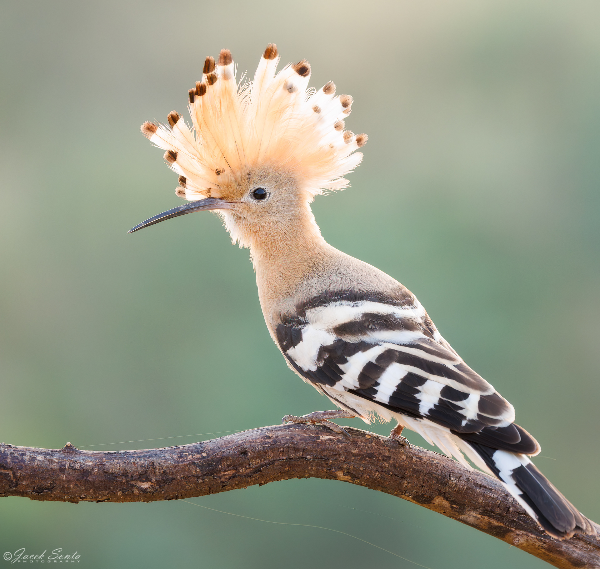 ID190726 - Dudek-Upupa epops-Hoopoe #3