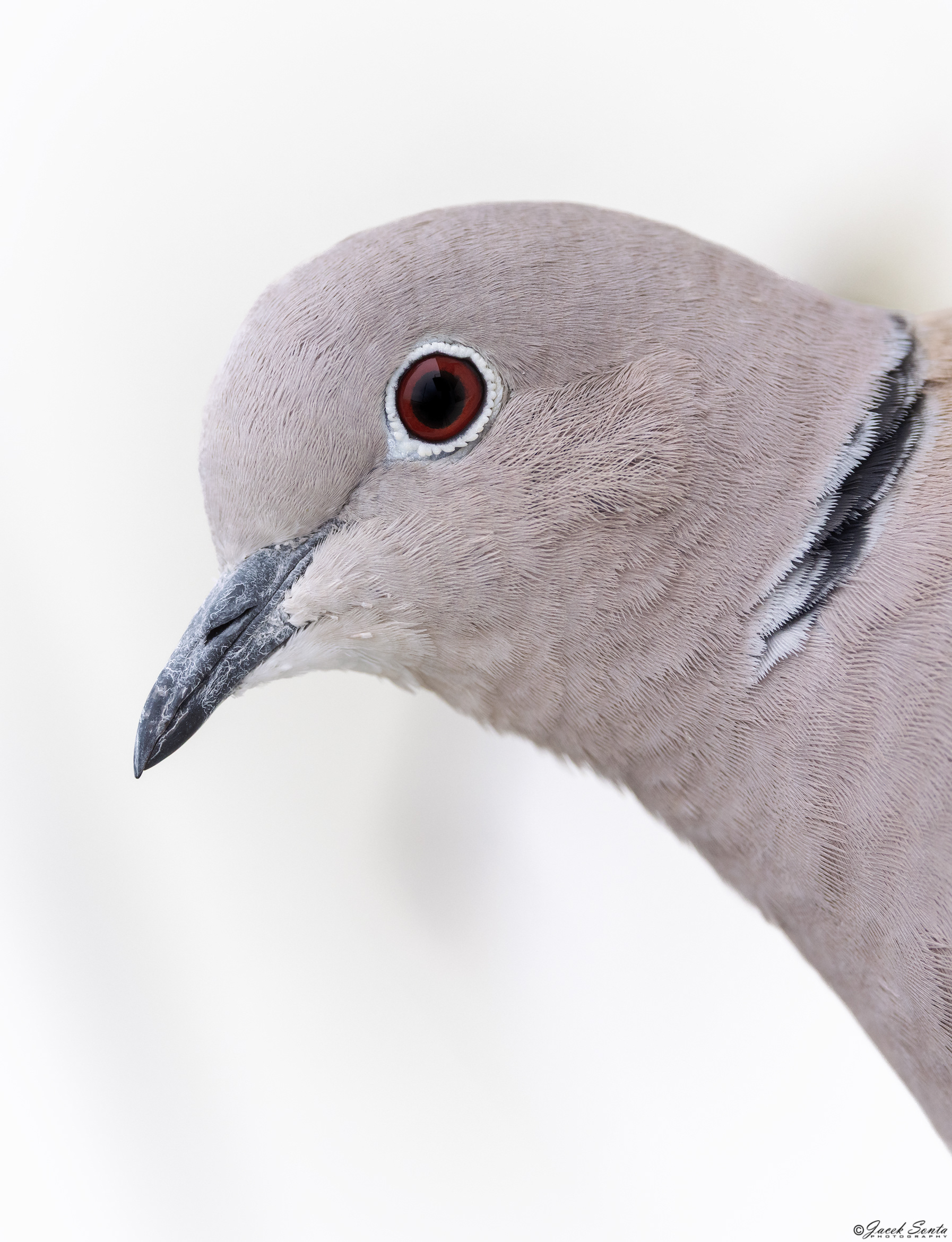 ID101125 - Sierpówka