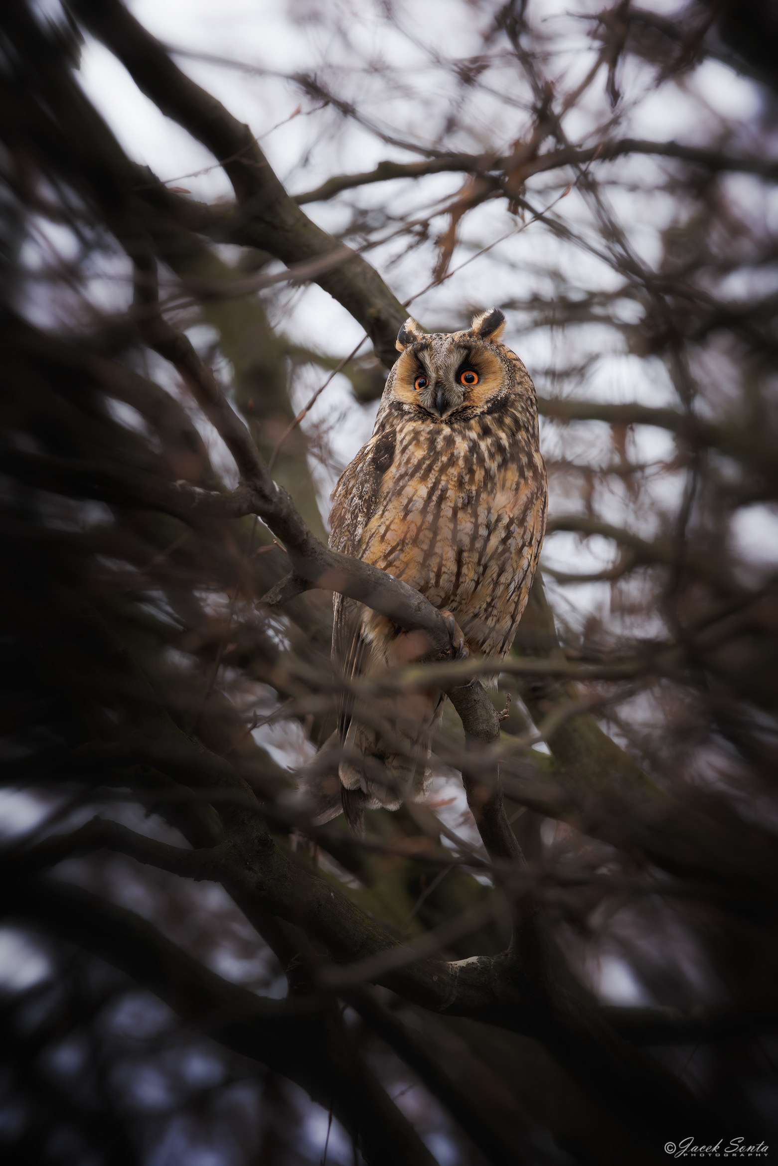 ID250226 - Sowa uszata - Long-eared owl