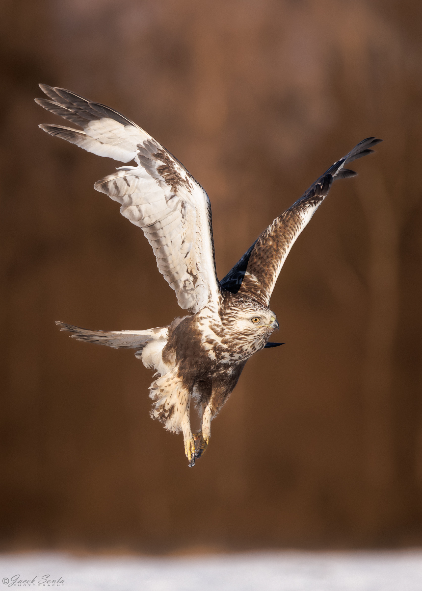 ID01022026 - Myszołów włochaty - Rough-legged Buzzard #3