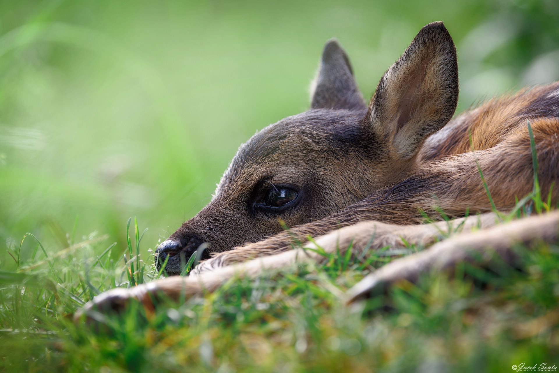 ID070625 - Bajka sarenka