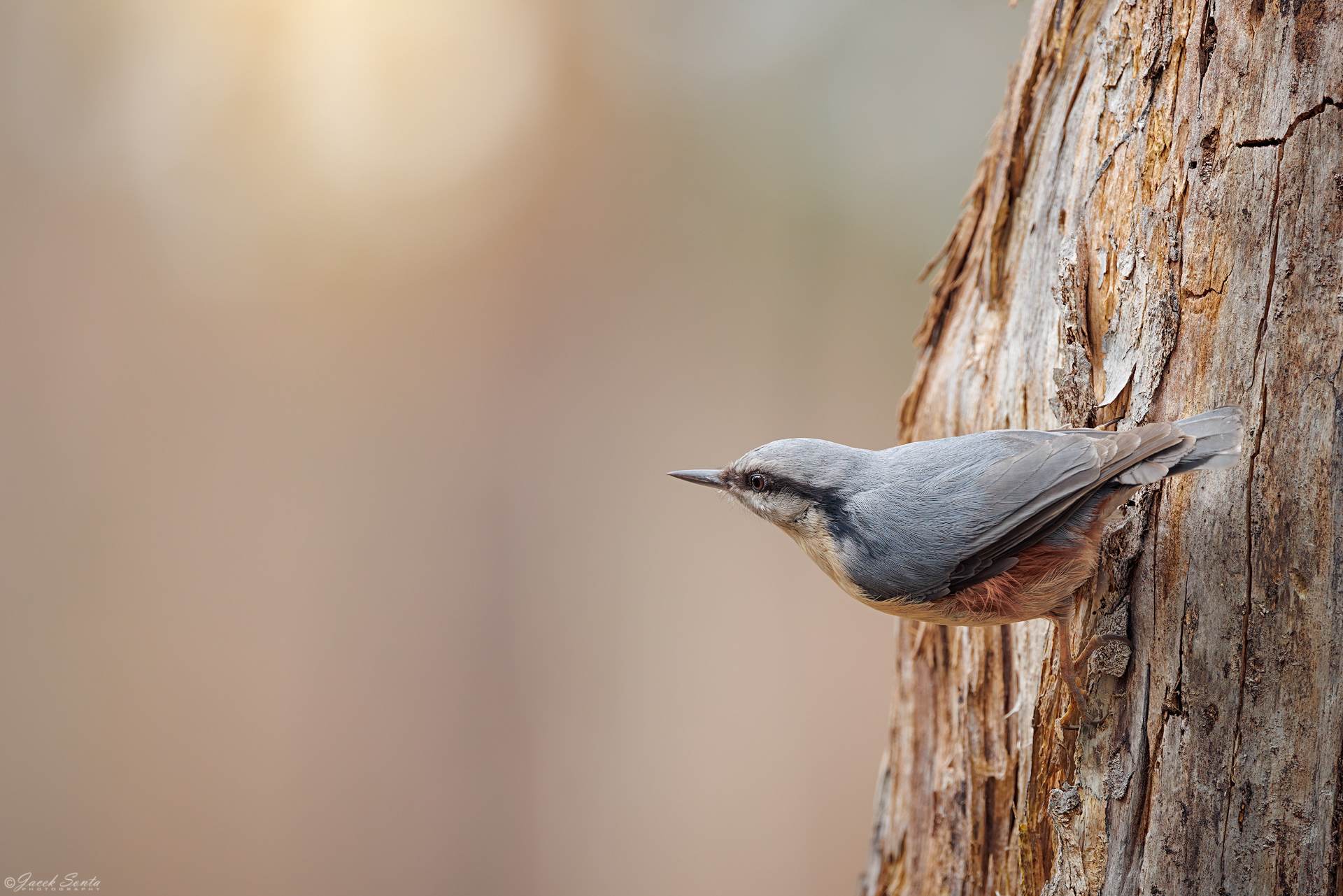 ID120426 - Kowalik-Sitta europaea-Nuthatch